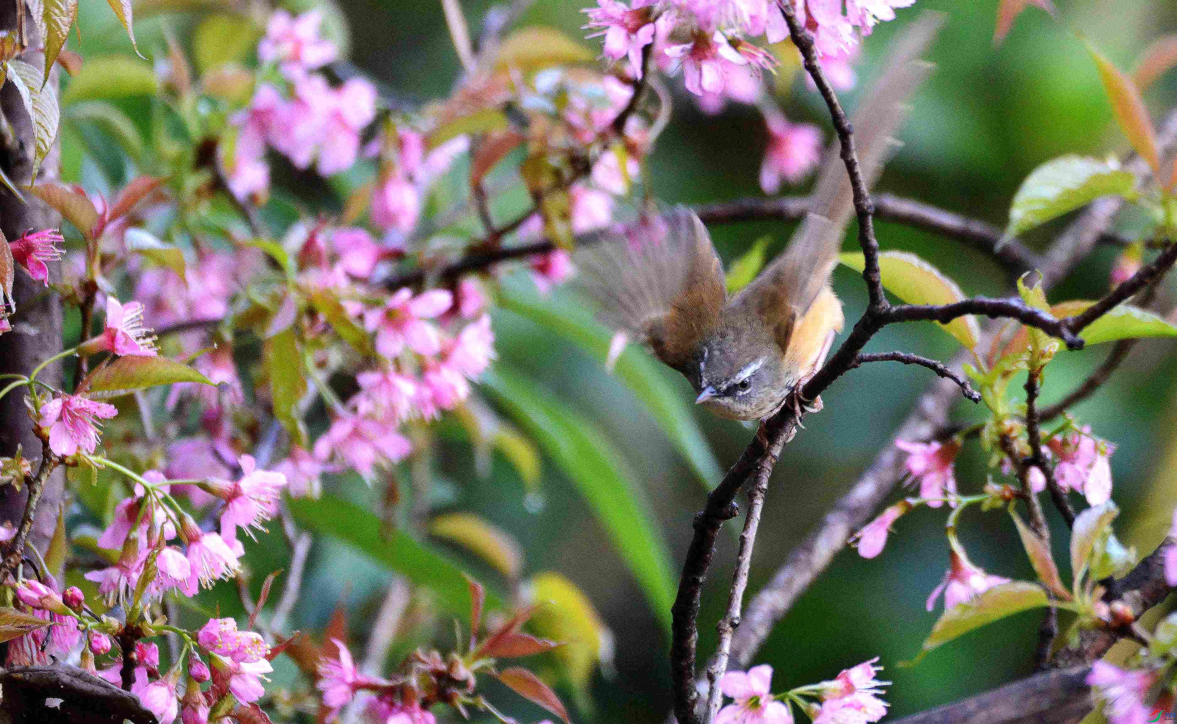 DSC_2409.JPG
