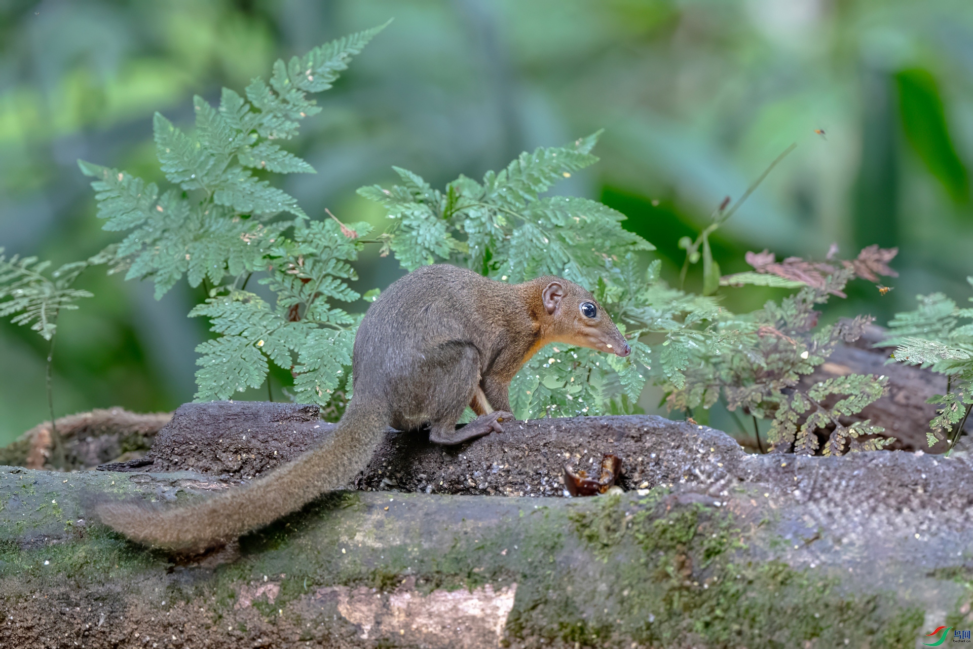 DSC_3789-denoise.jpg