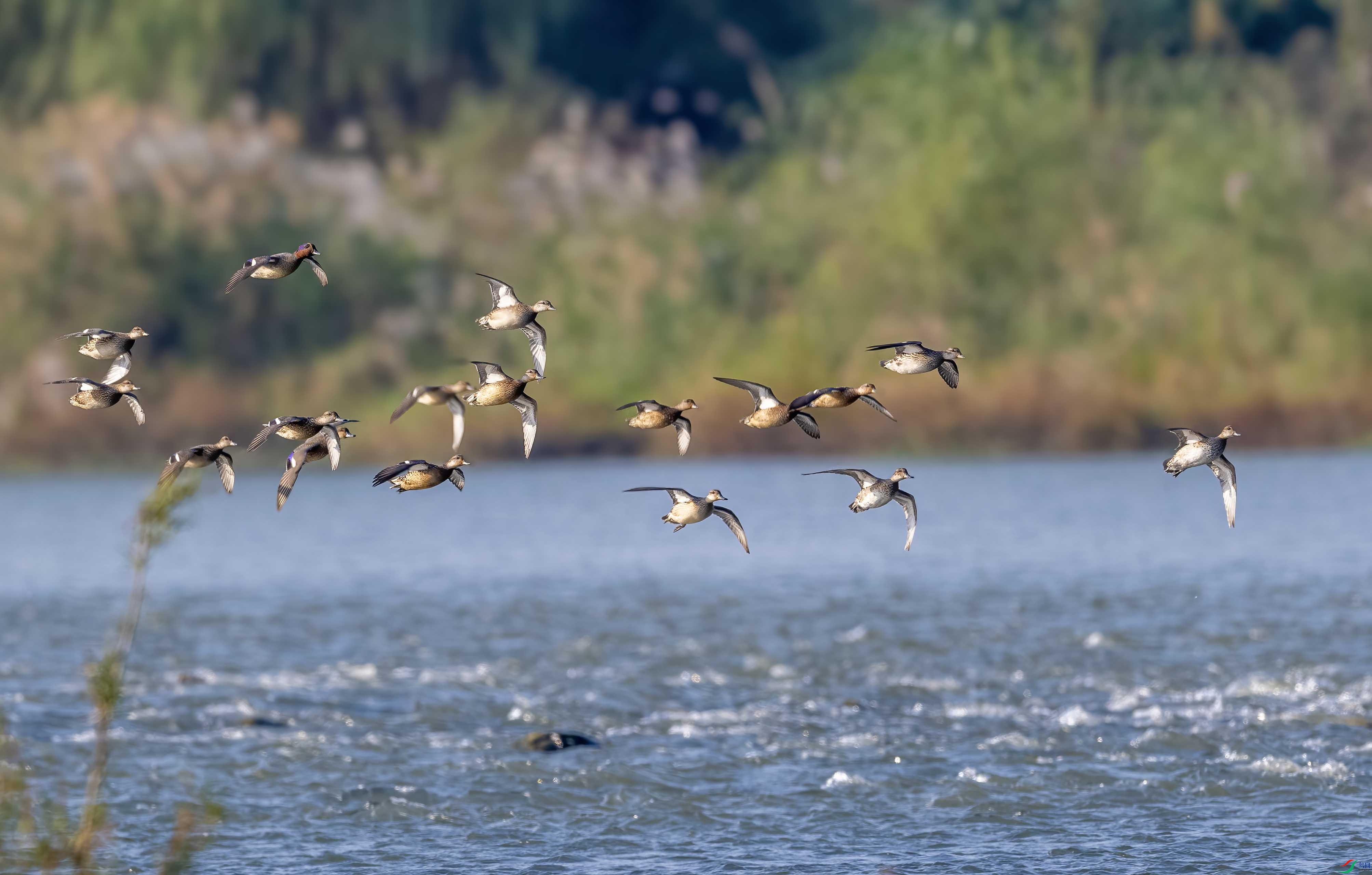 DSC_2807 ����.jpg