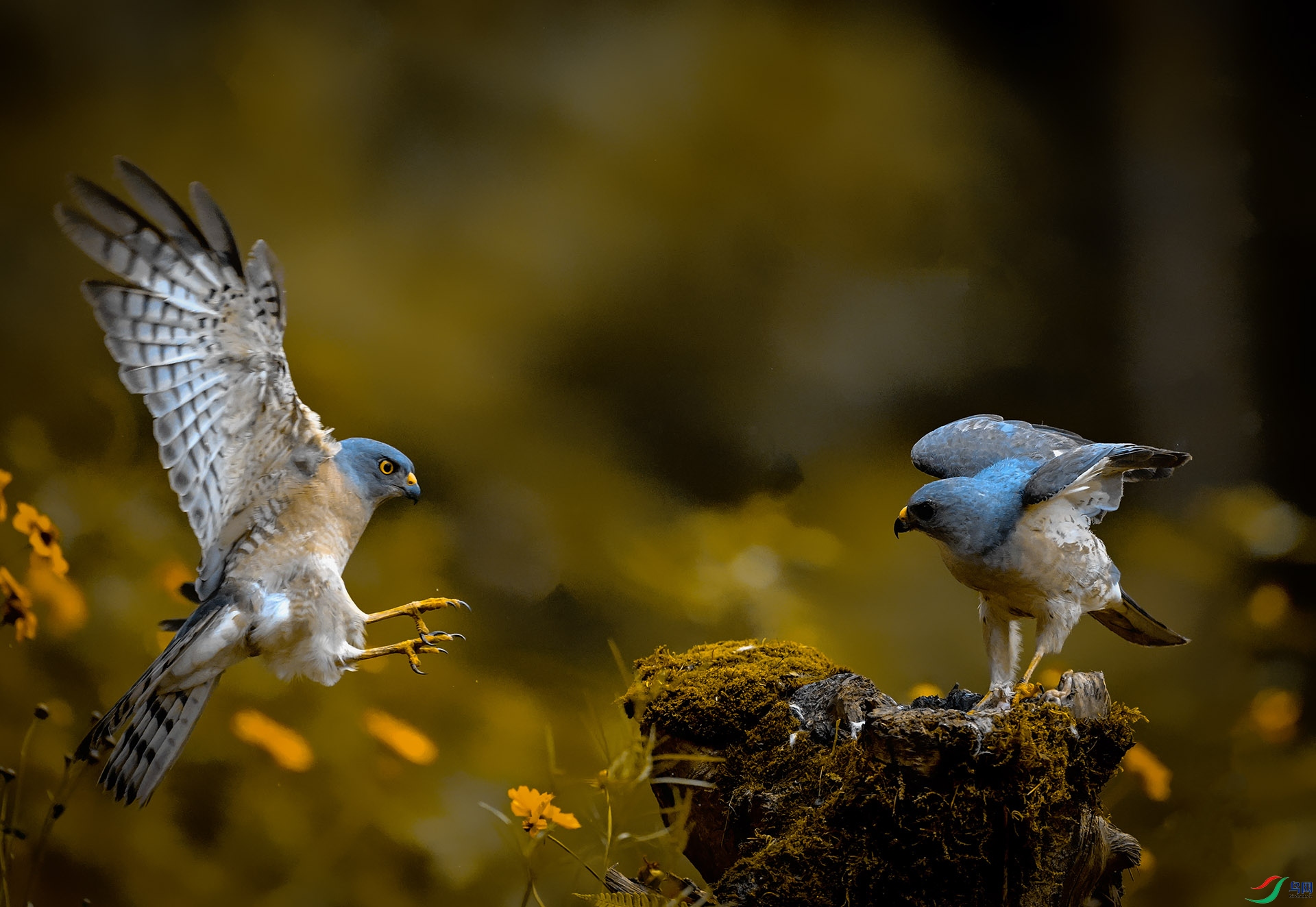 ����˫��