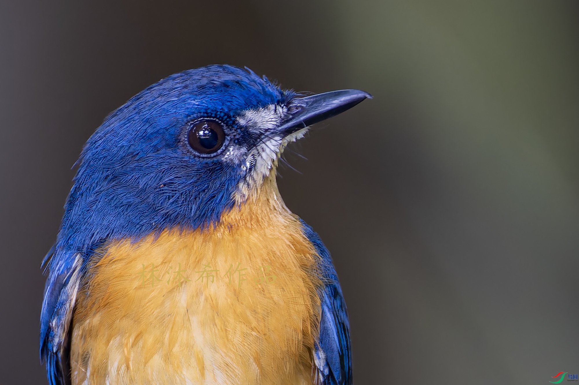 _97A8460-CR3 copy.jpg