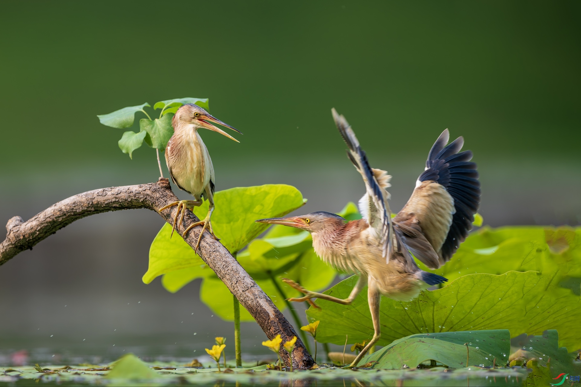 2_DSC2344-����ǿ-NR ����.jpeg