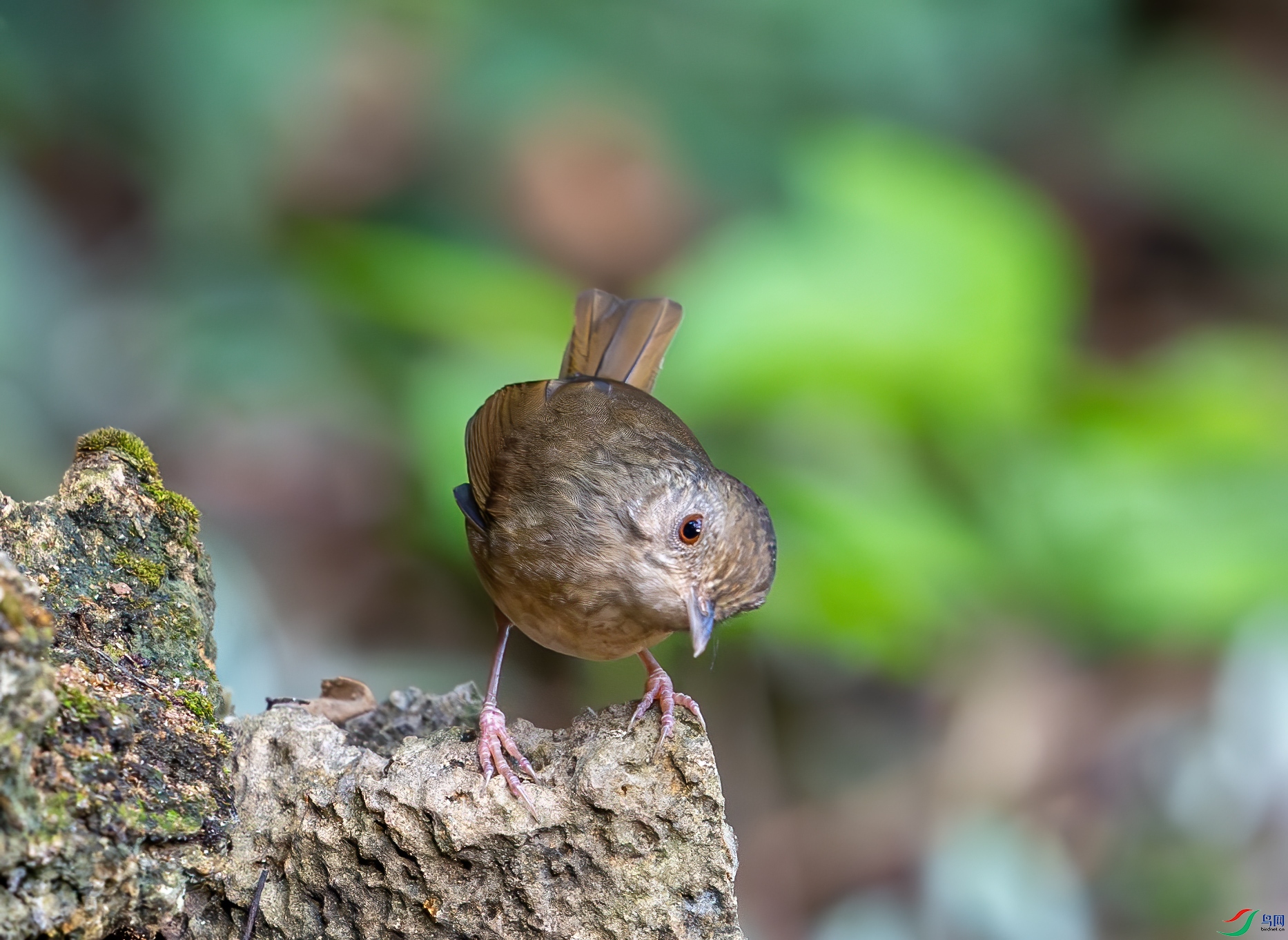 DSC_0674-1.jpg