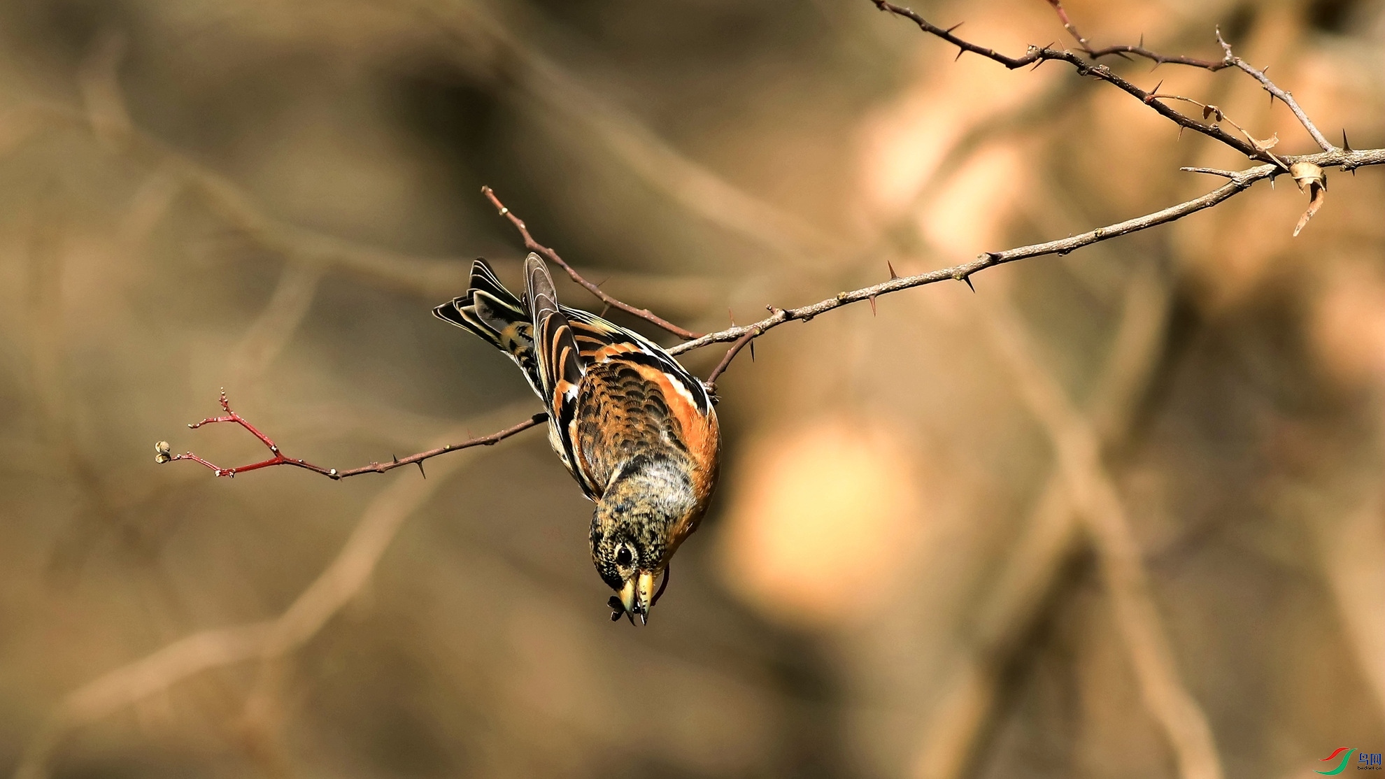 ���ҽ���2