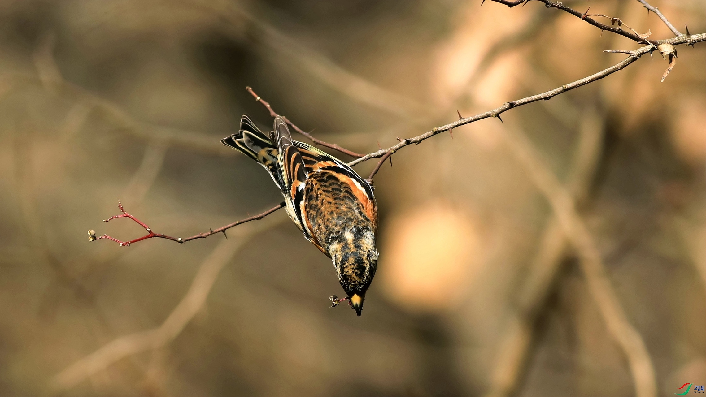 ���ҽ���1