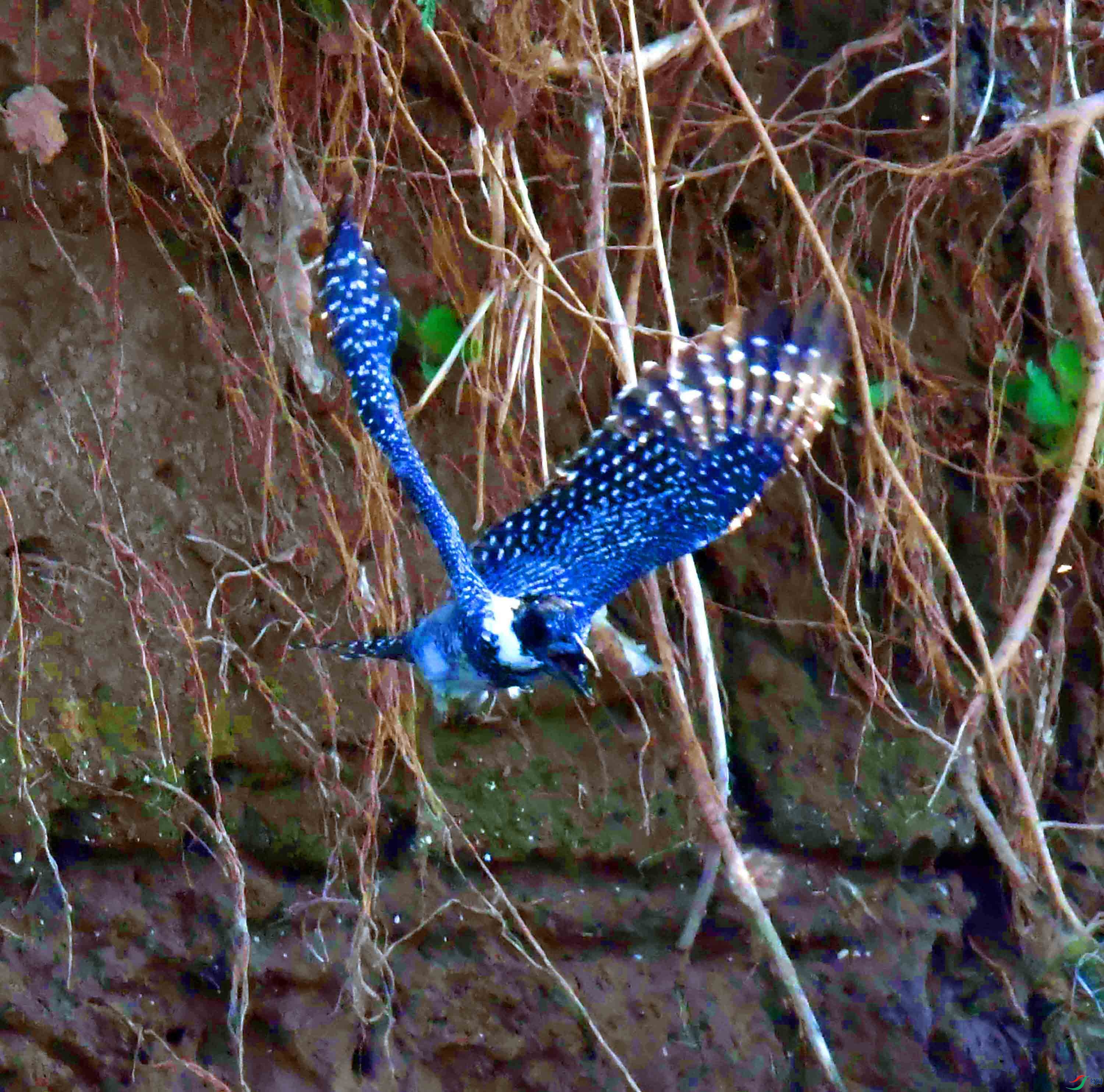 DSC_1133.JPG