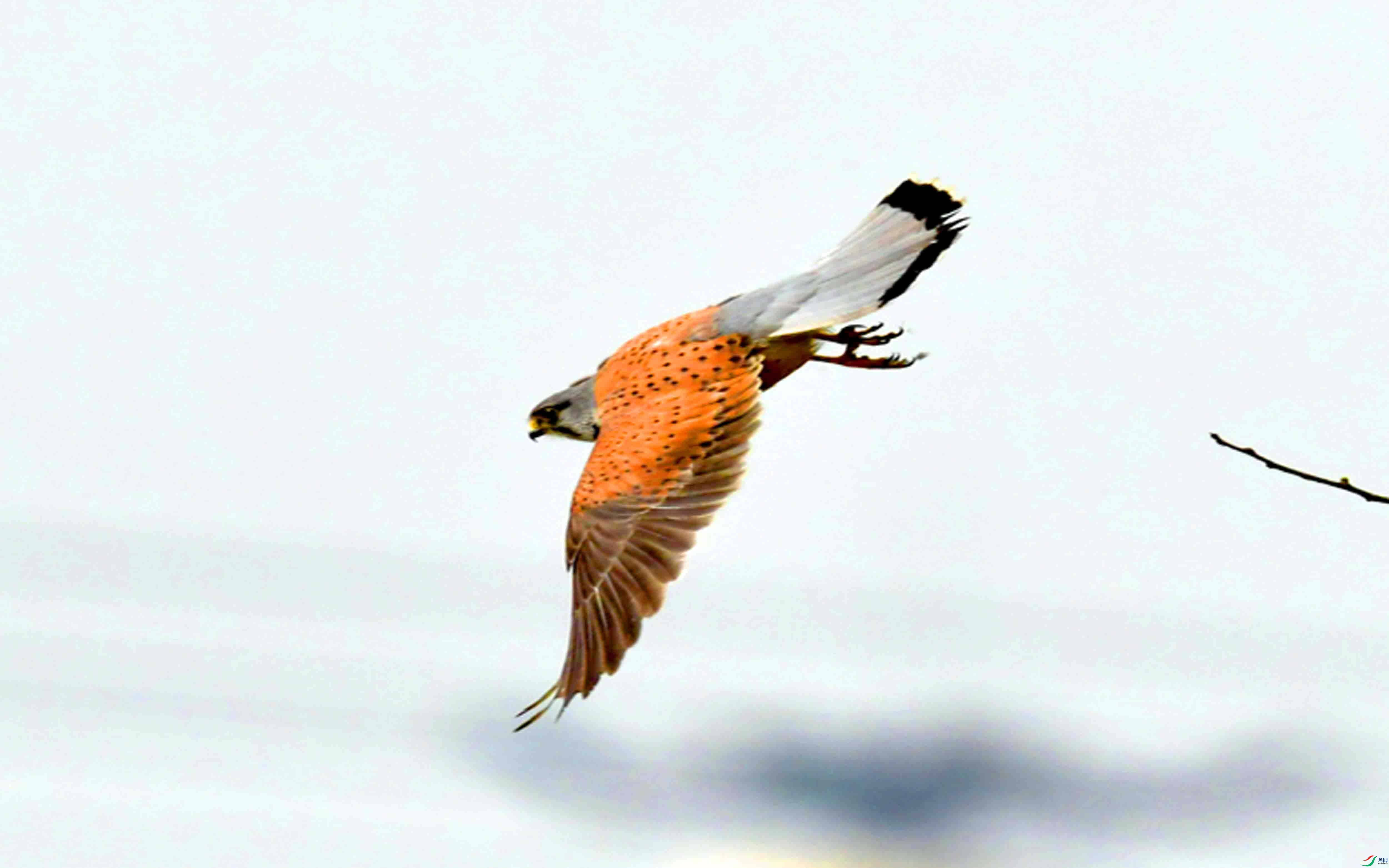 DSC_7926.JPG