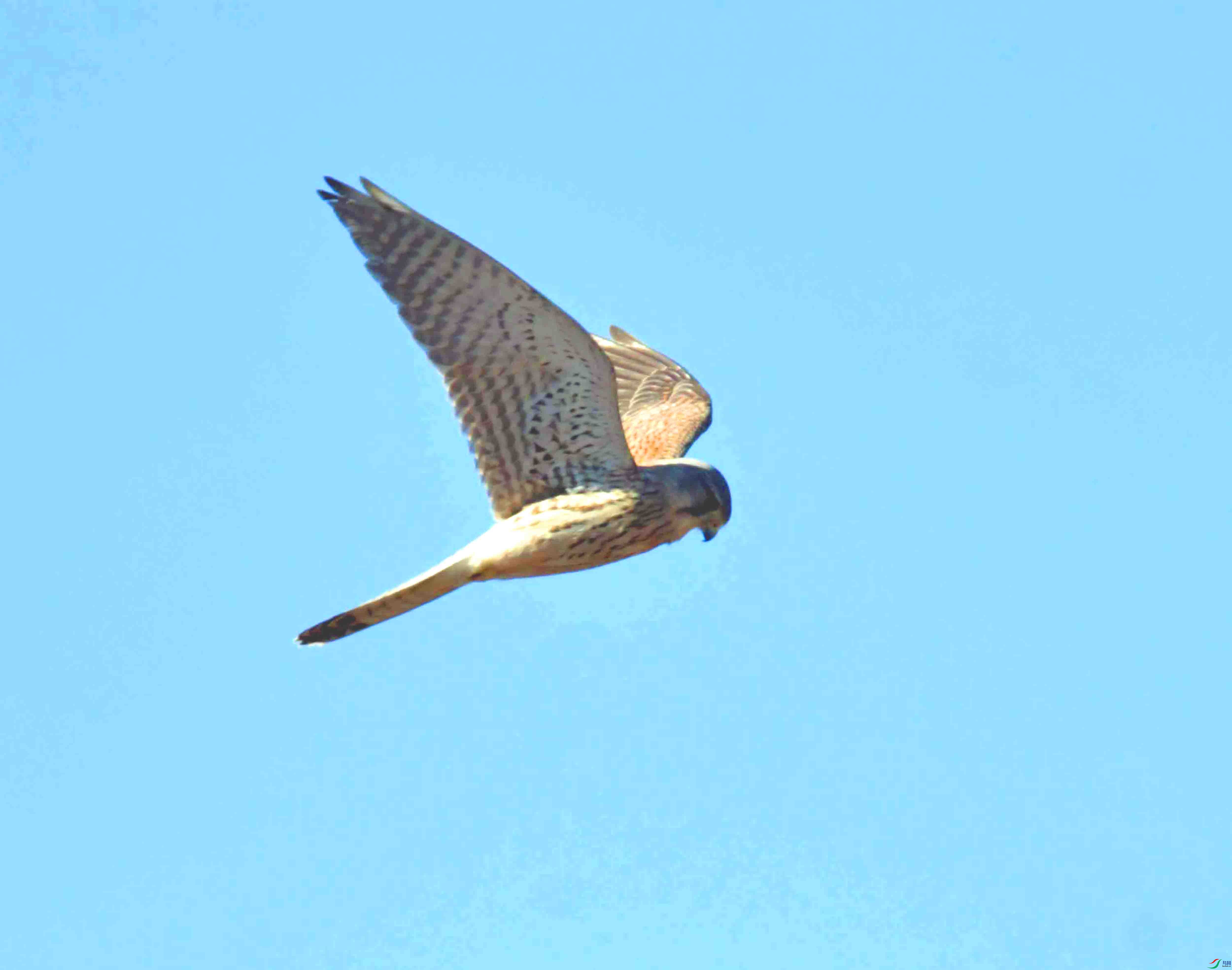 DSC_8638.JPG