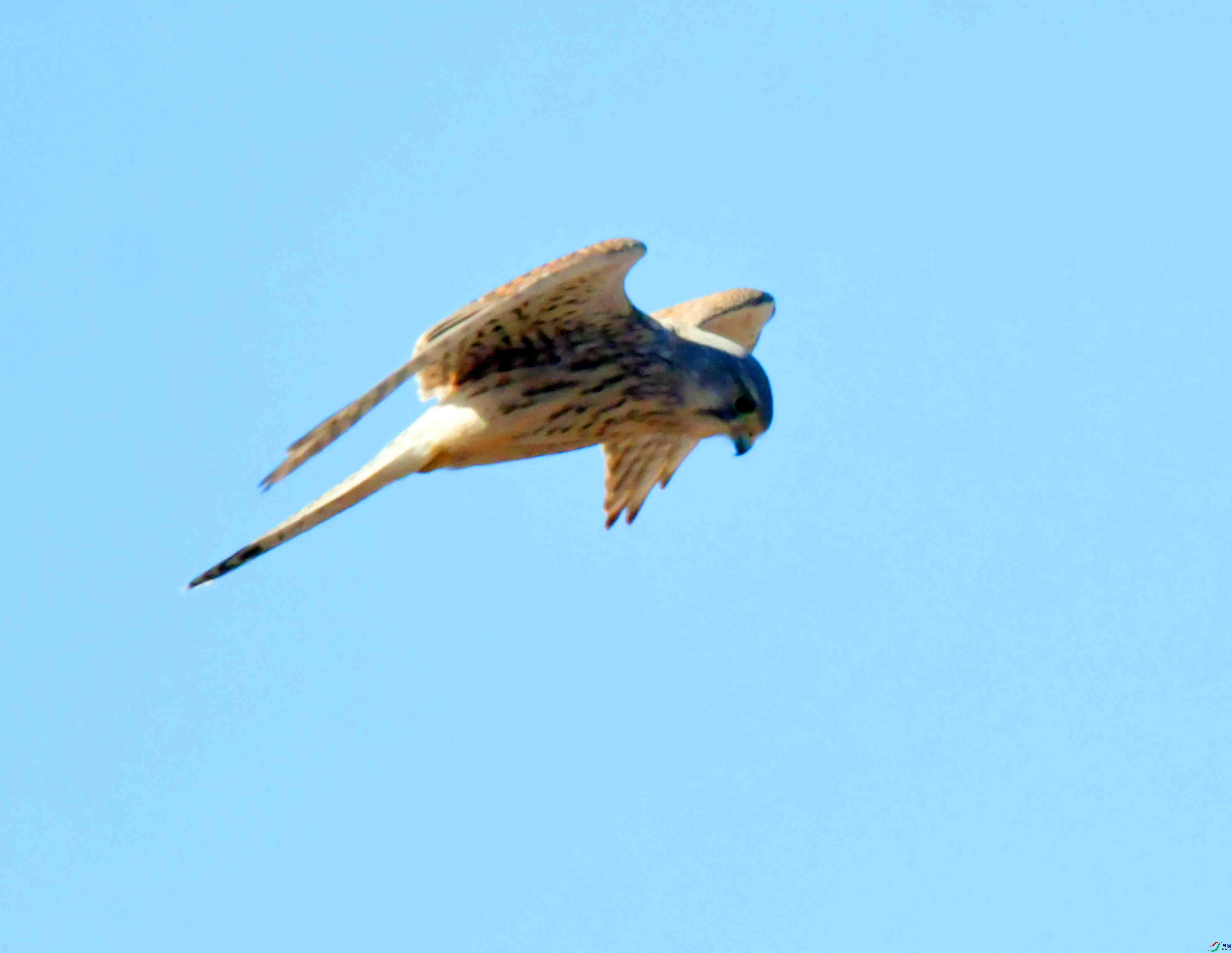DSC_8642.JPG