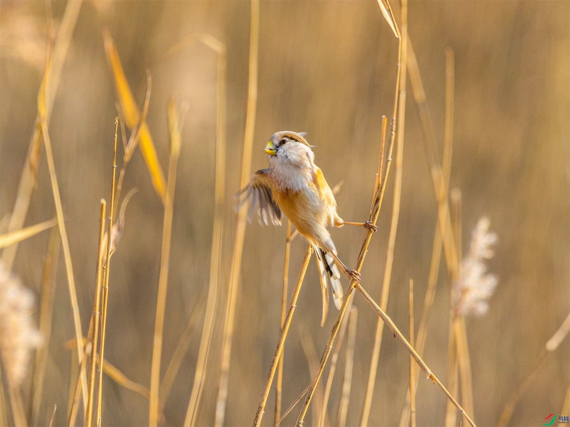 1K3A8042 ����1.jpg