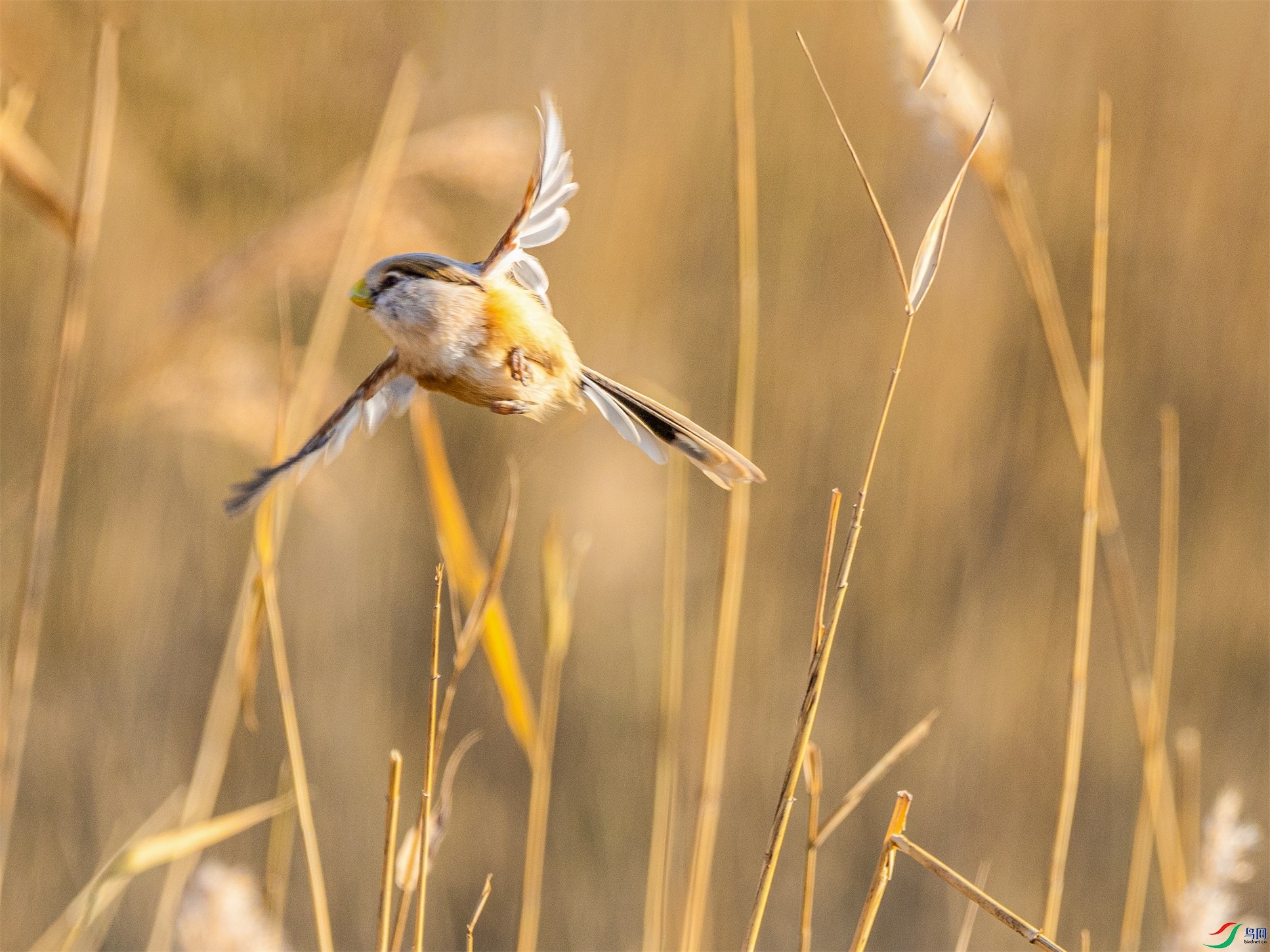 1K3A8045 ����1.jpg