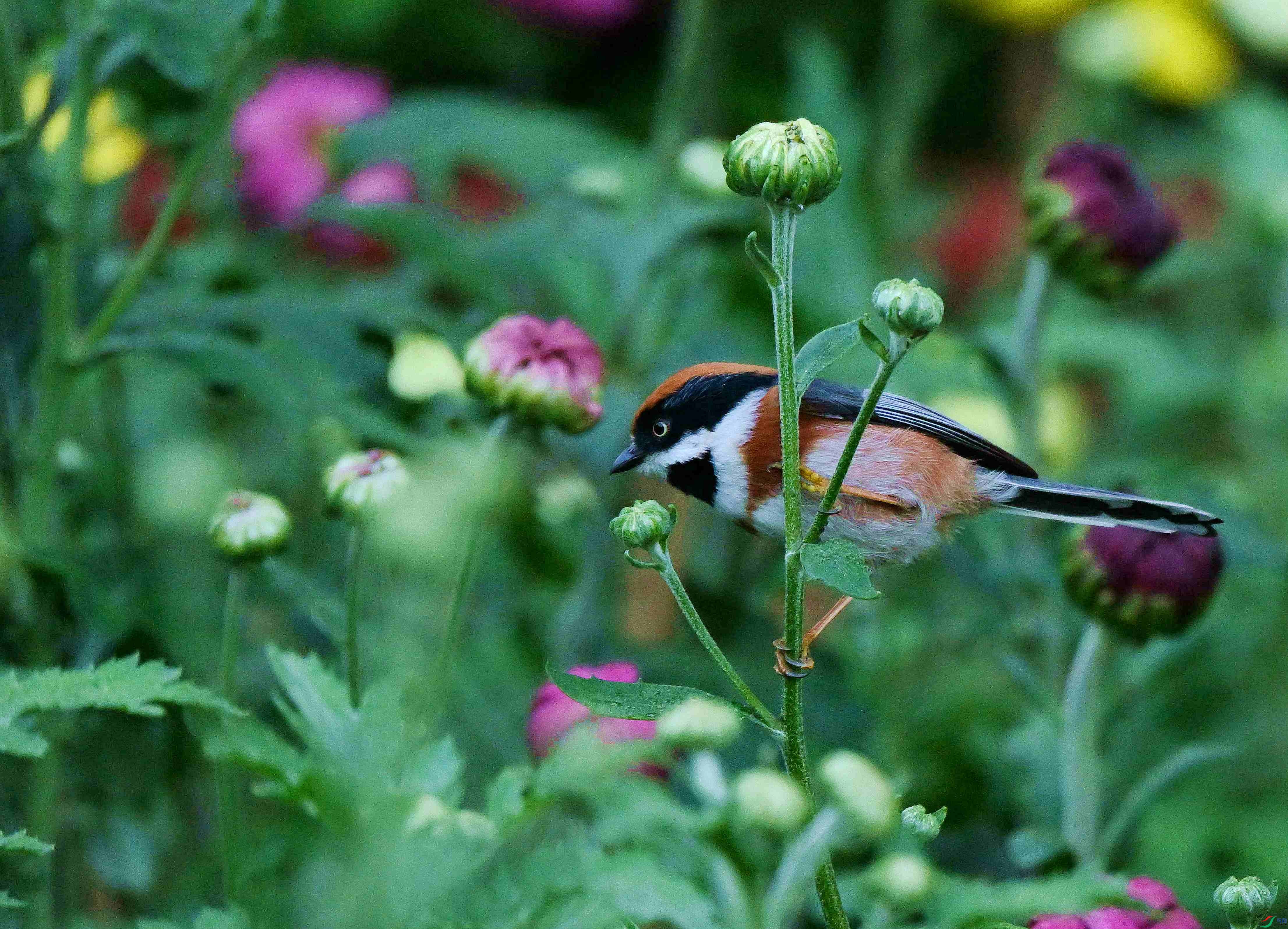 DSC_3237.jpg