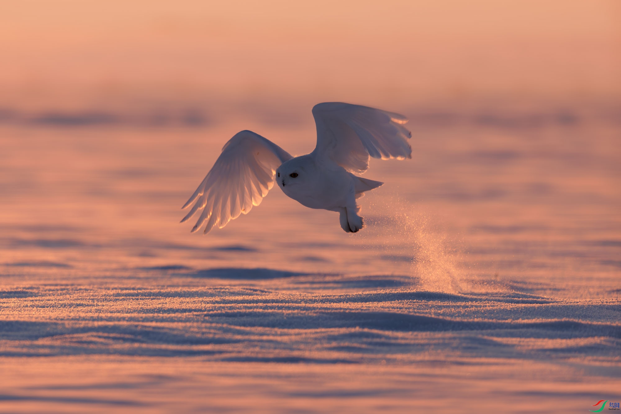 3Z6A0695-����ǿ-NR ����.jpg