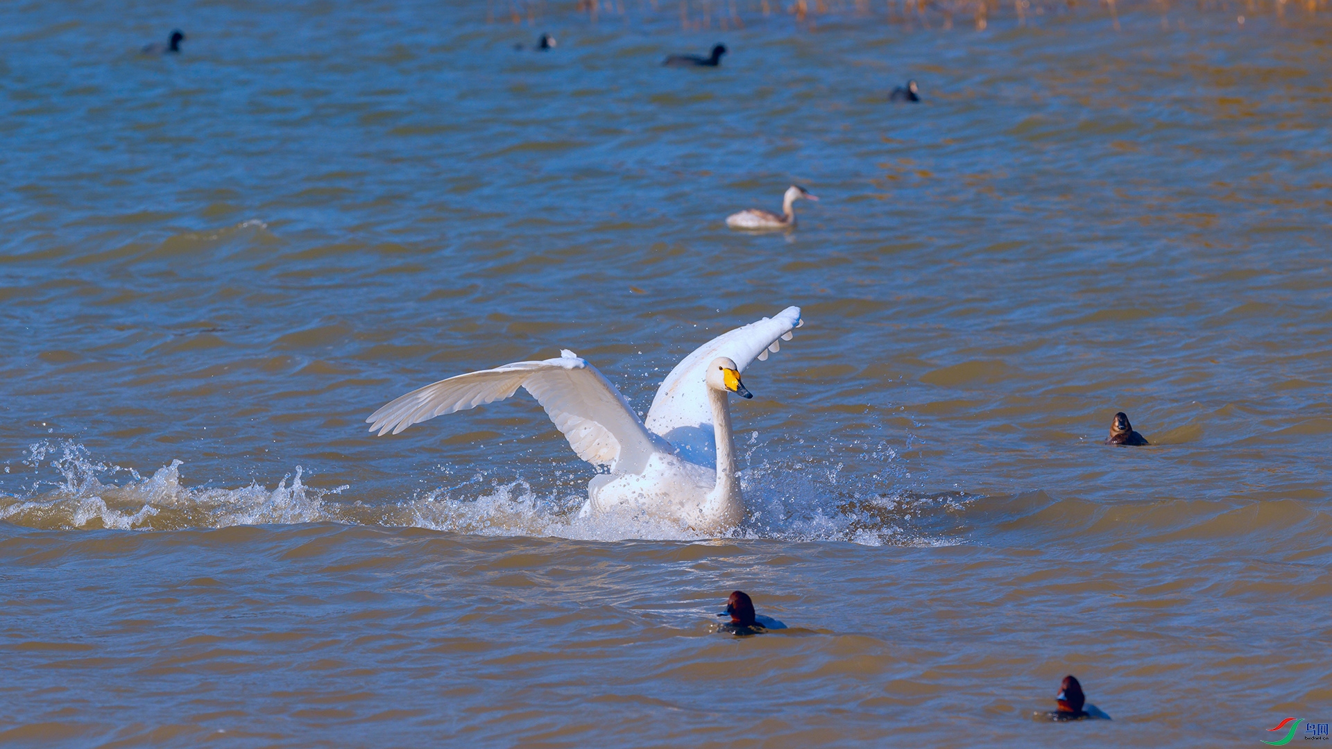 DSC_4568_DxOa.jpg
