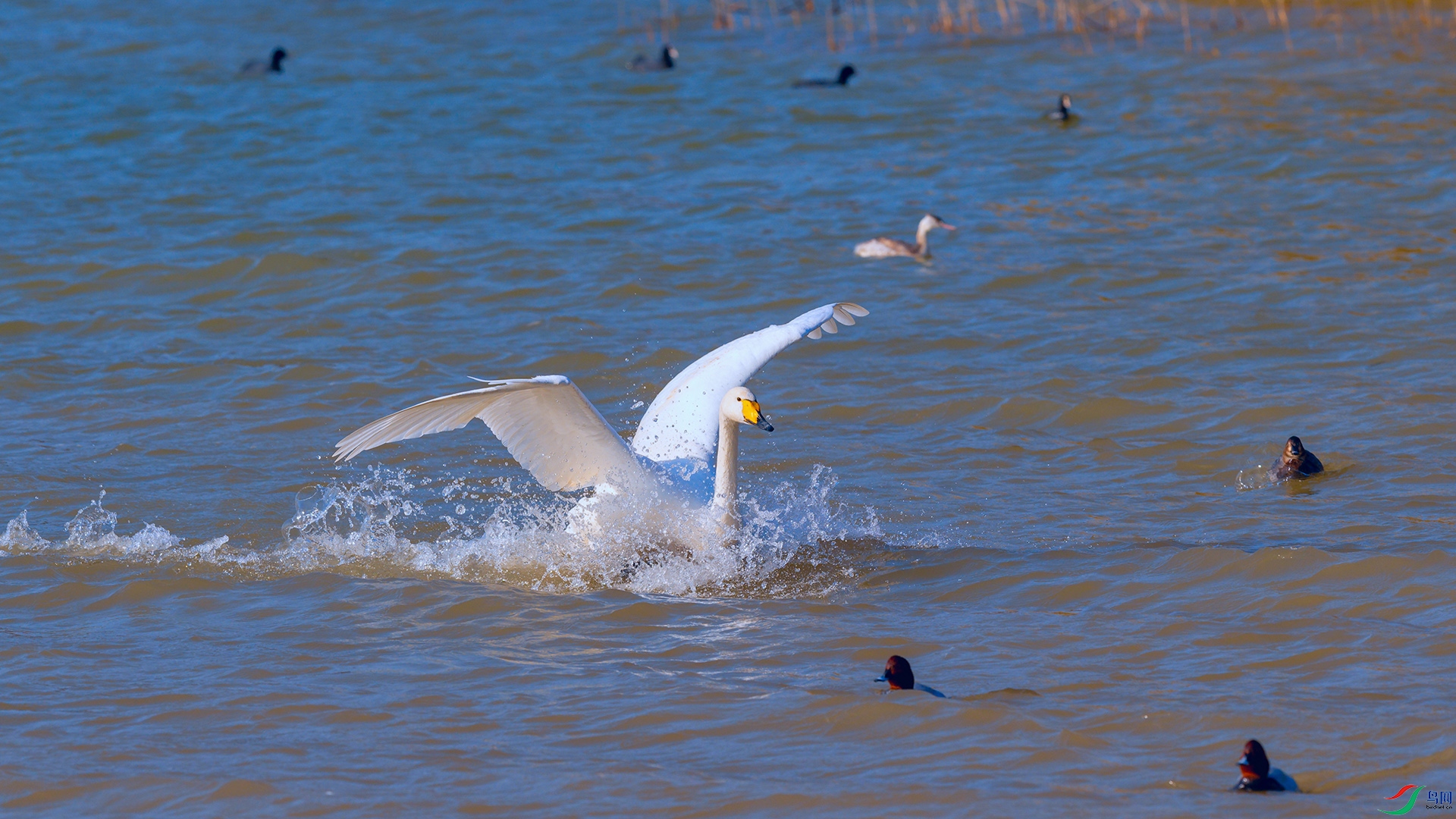 DSC_4566_DxOa.jpg
