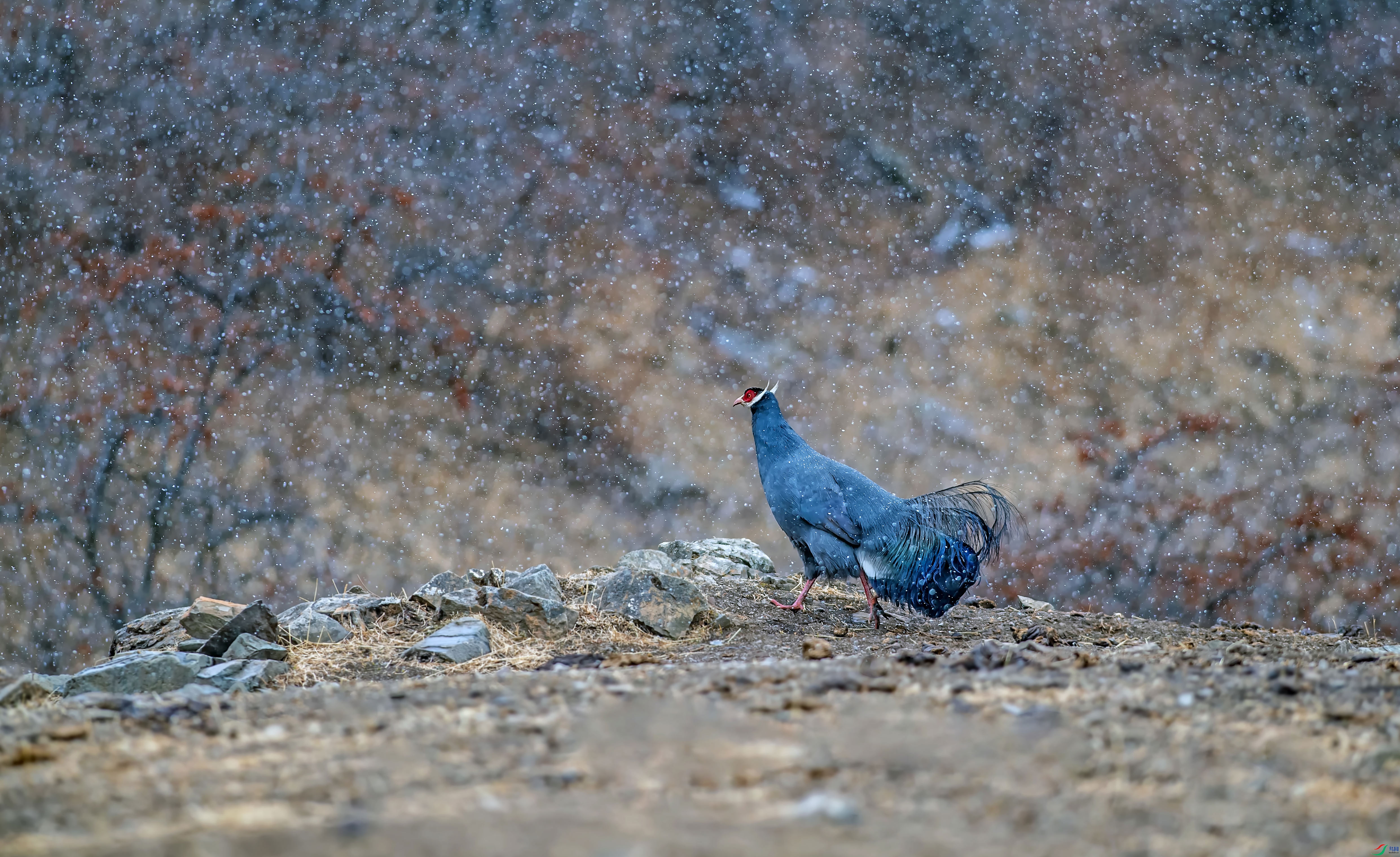_DSC6713_��ͼ��.jpg--net-pic.jpg