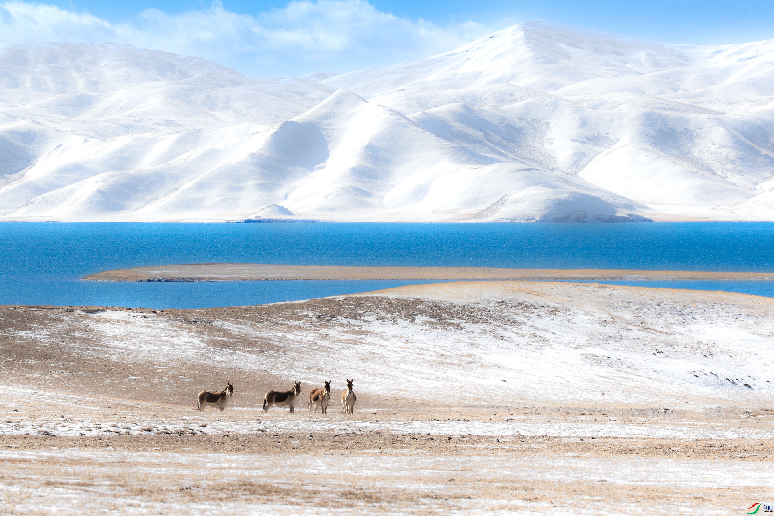 A15I0705-����ǿ-NR ����.jpg