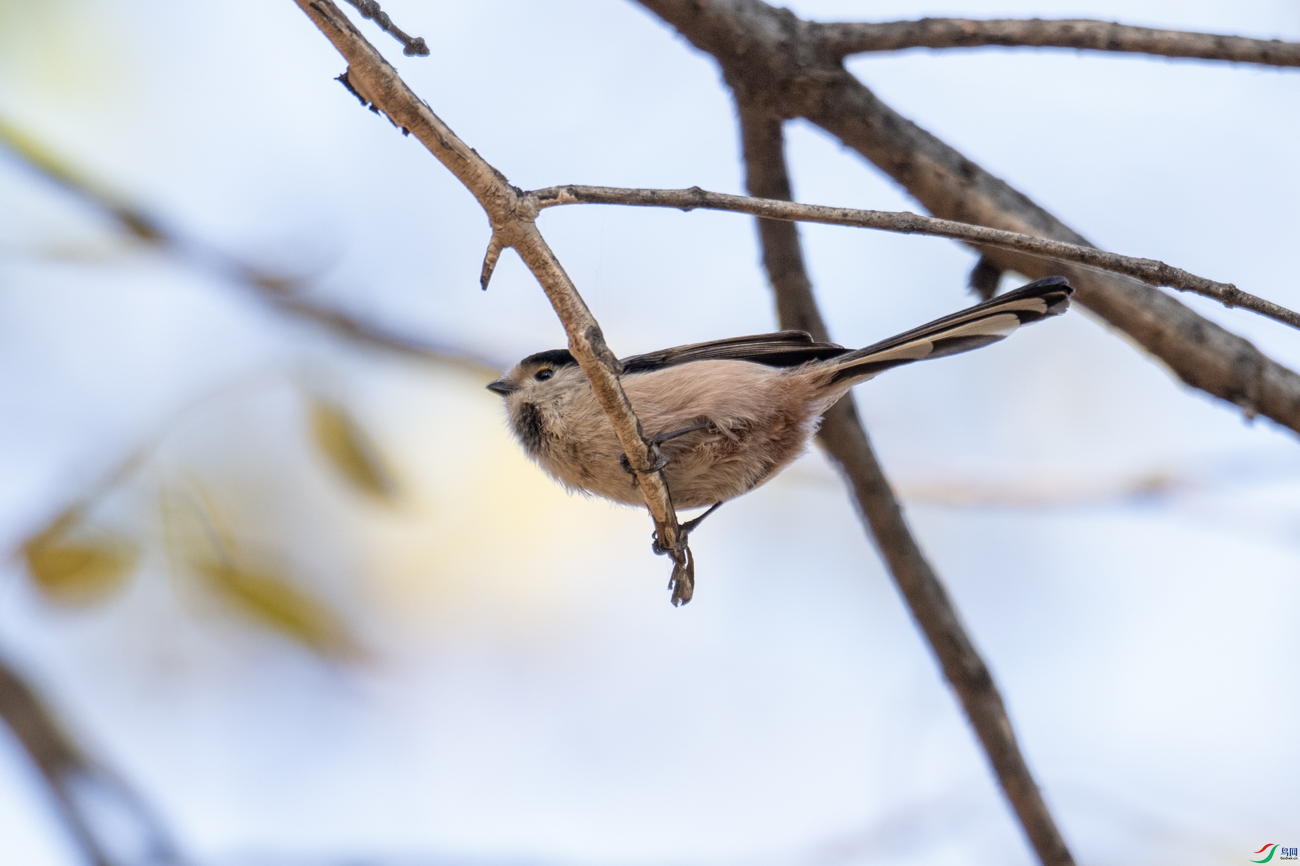 DSC_0290 ����.jpg