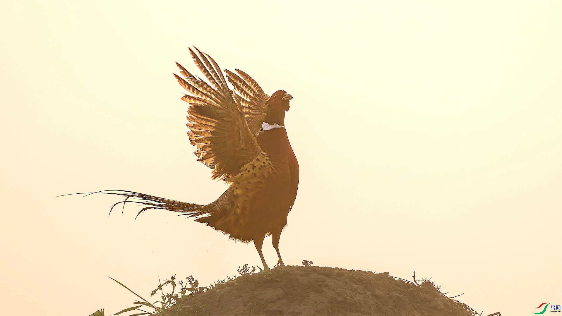 1_DSC1244-����ǿ-NR ����.jpeg