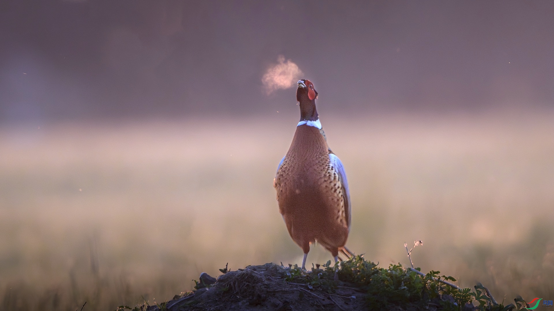 1_XXL9695-����ǿ-NR ���� 2.jpeg