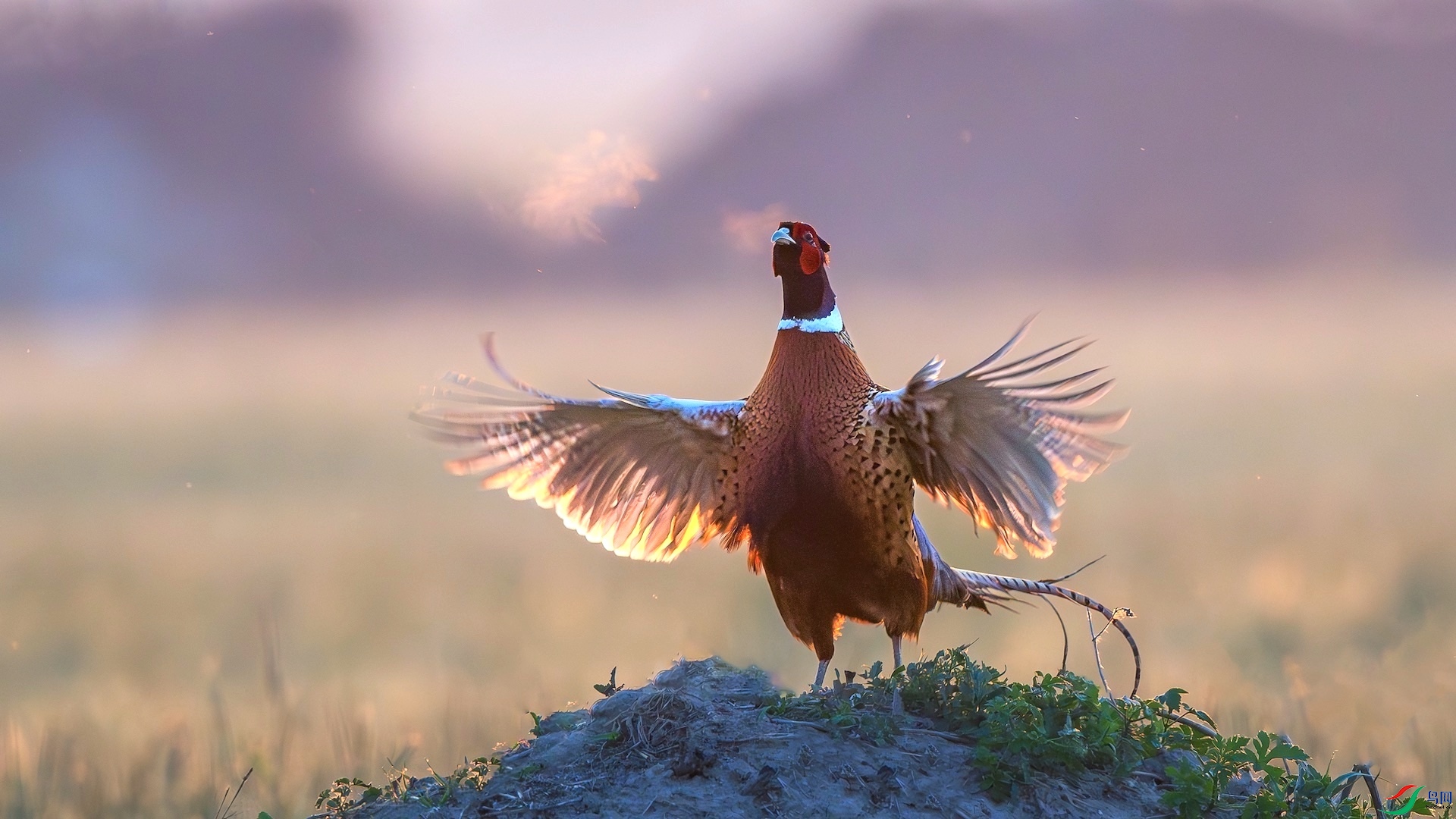 1_XXL9706-����ǿ-NR ���� 2.jpeg