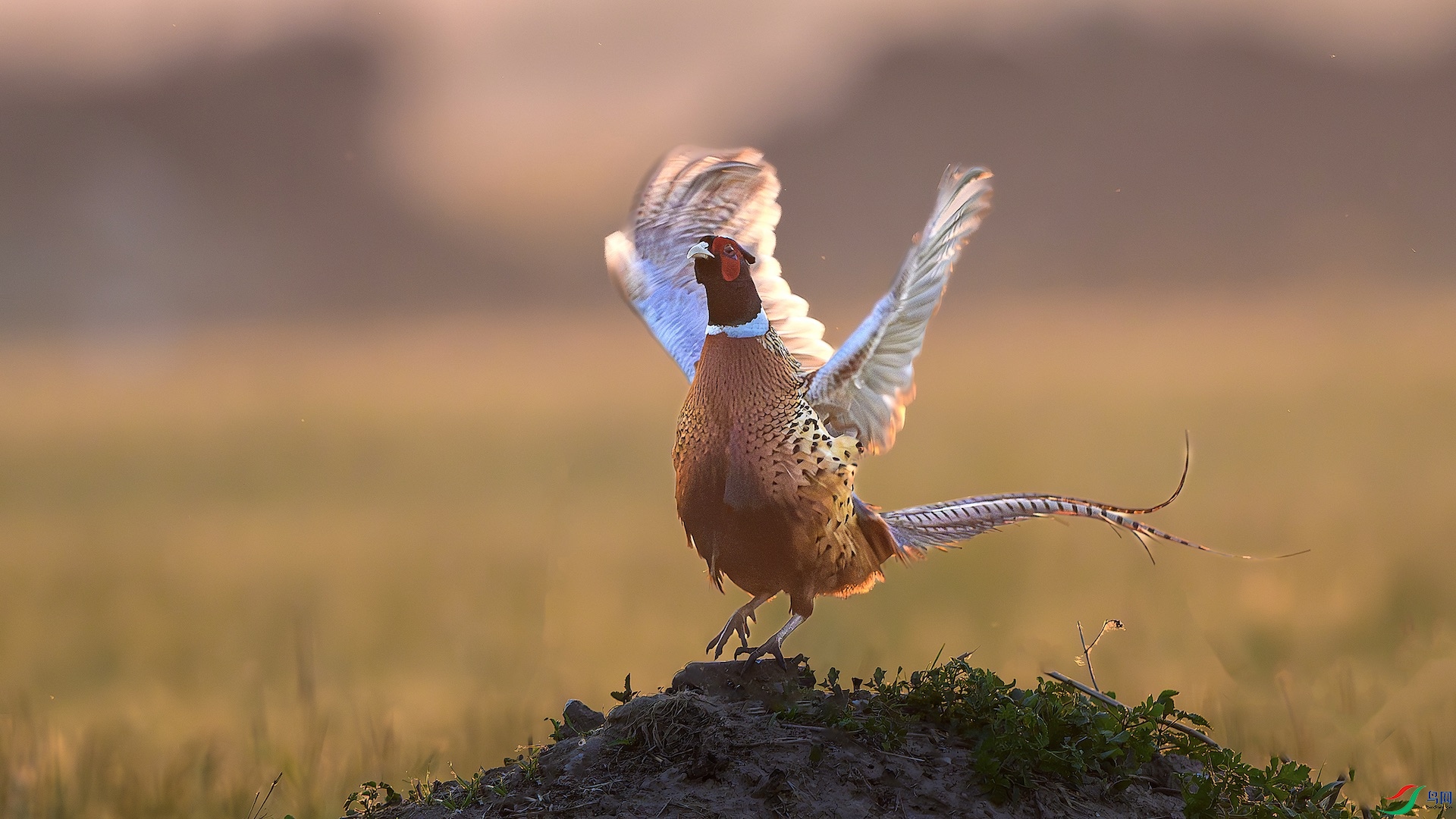 1_XXL9781-����ǿ-NR ���� 2.jpeg