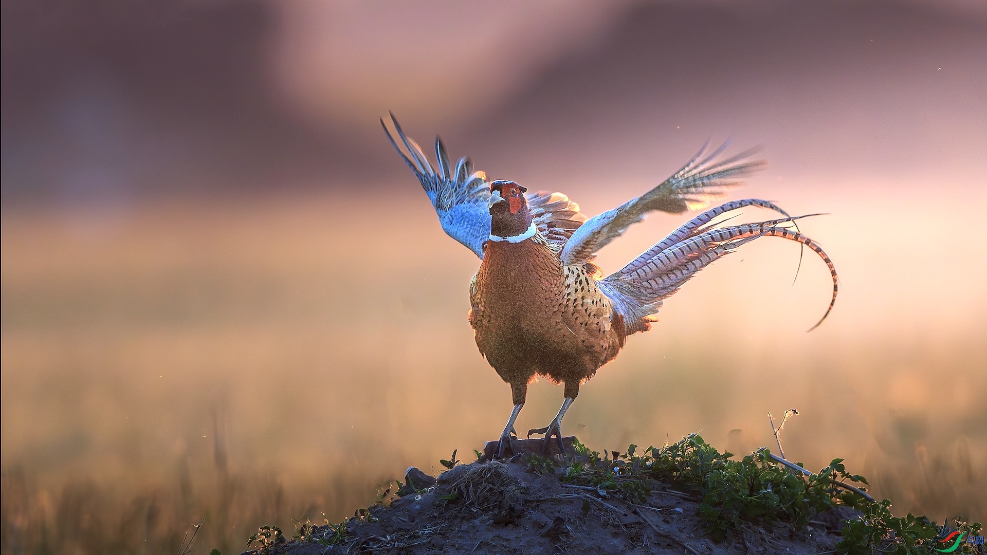 1_XXL9787-����ǿ-NR ���� 2.jpeg