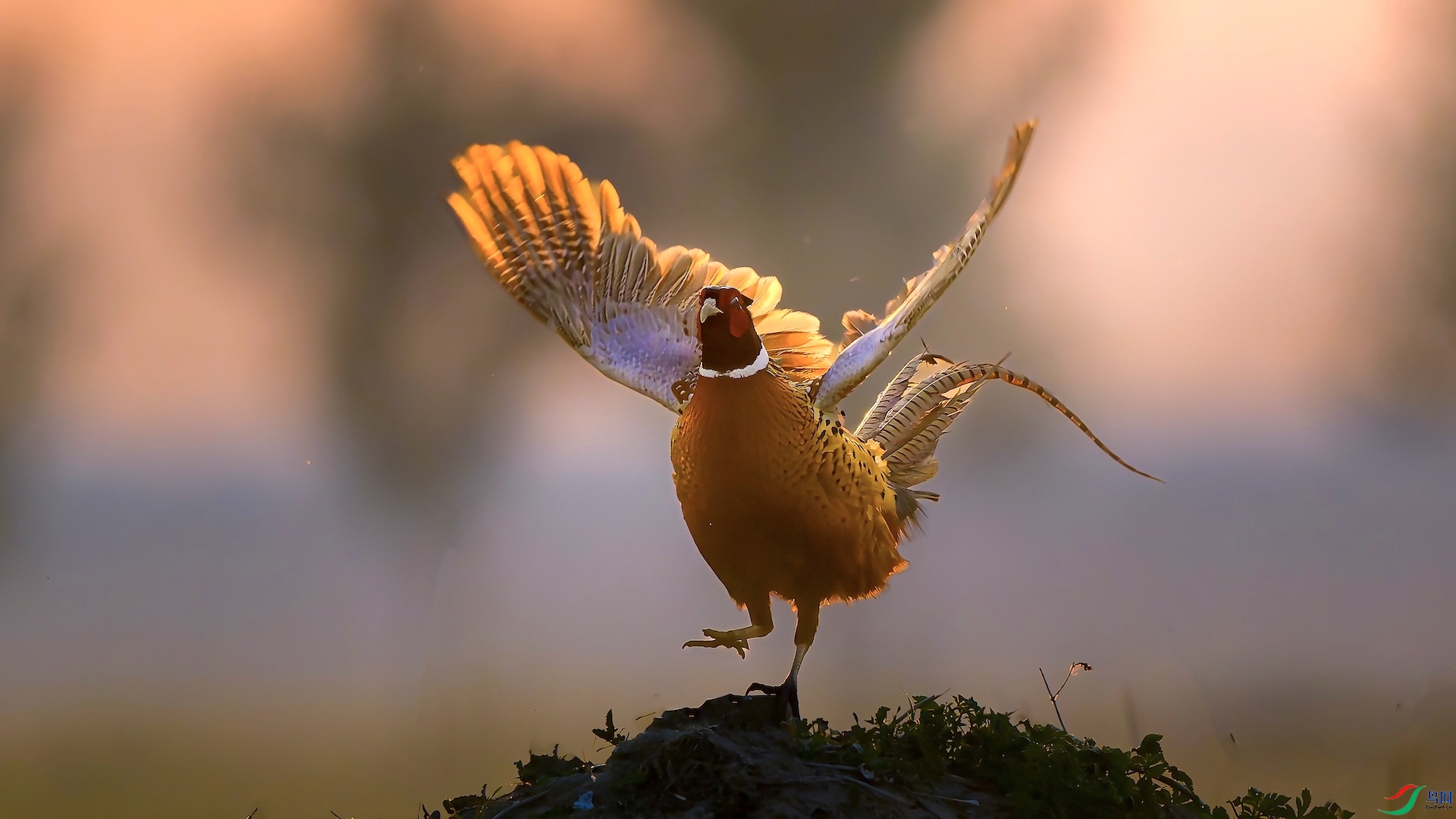 1_XXL9891-����ǿ-NR ���� 2.jpeg