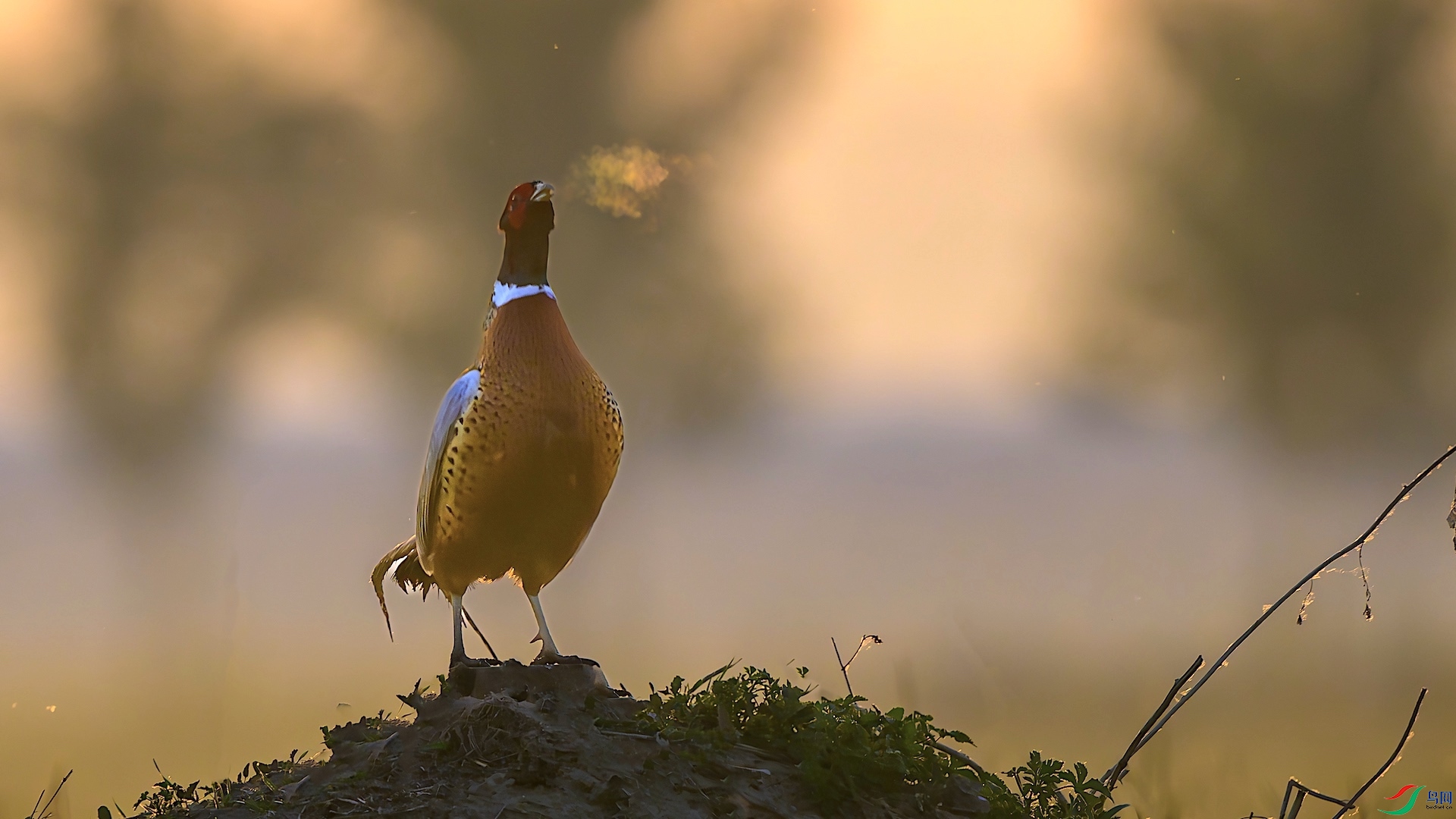 1_XXL9970-����ǿ-NR ���� 2.jpeg