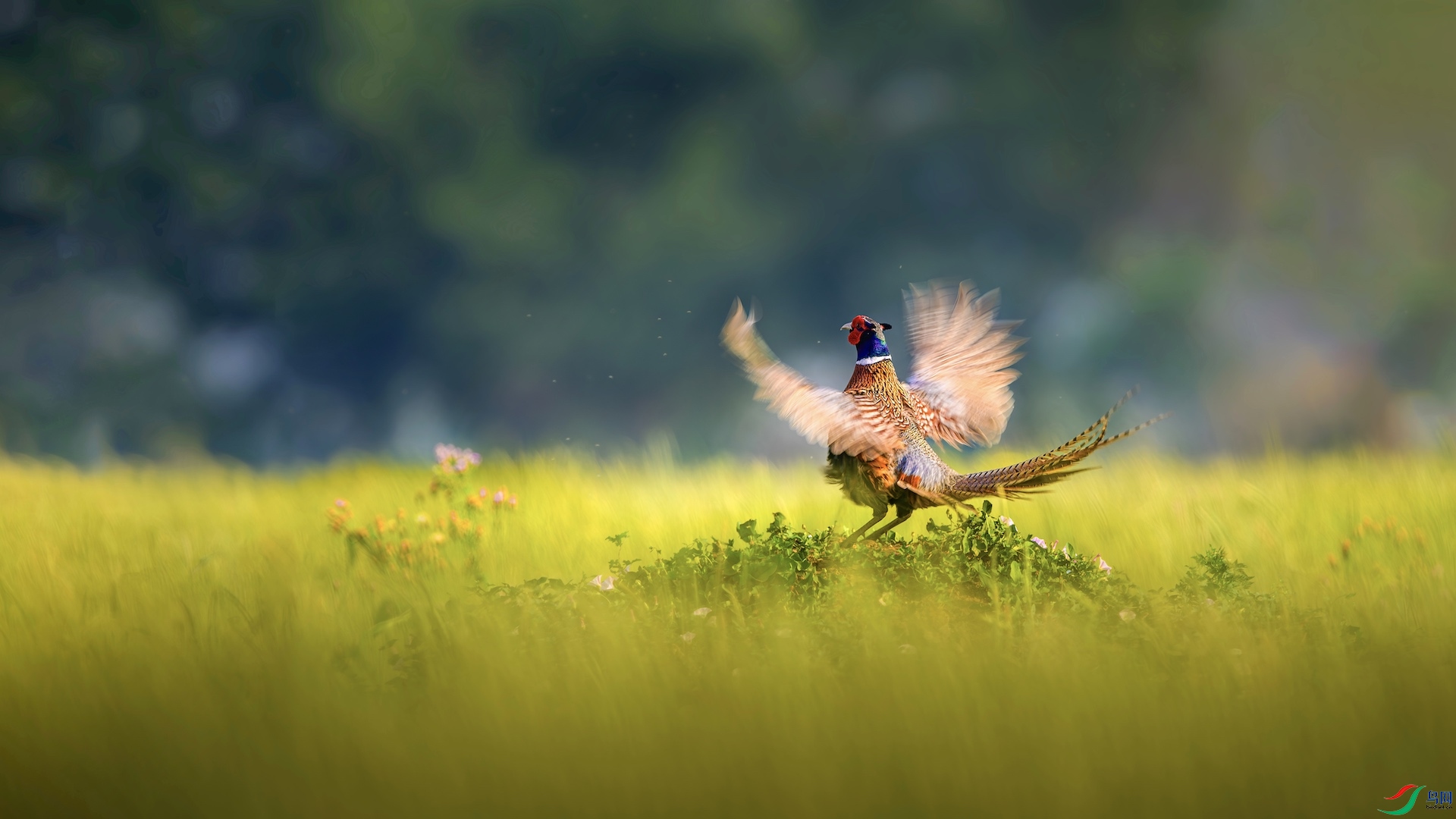 1-2_XXL3523-����ǿ-NR ����.jpg1 ����.jpeg