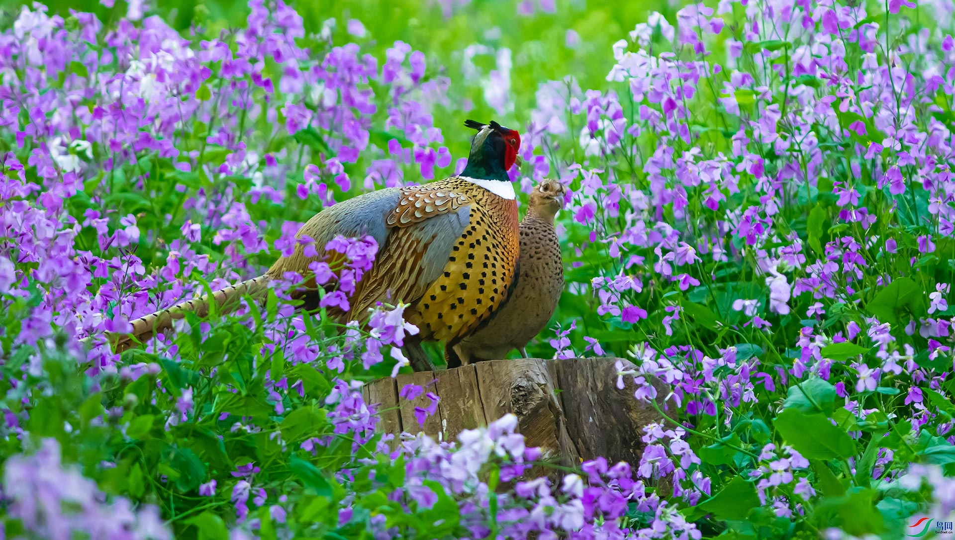 DSC_1305.jpg