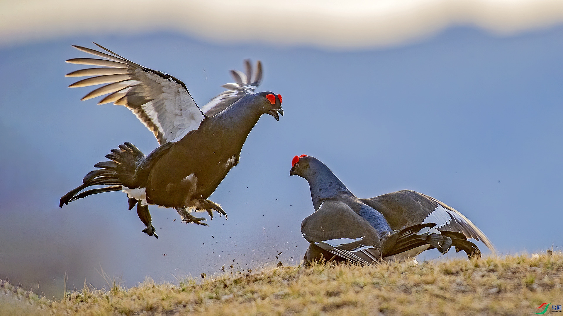 DSC_256nn7.jpg