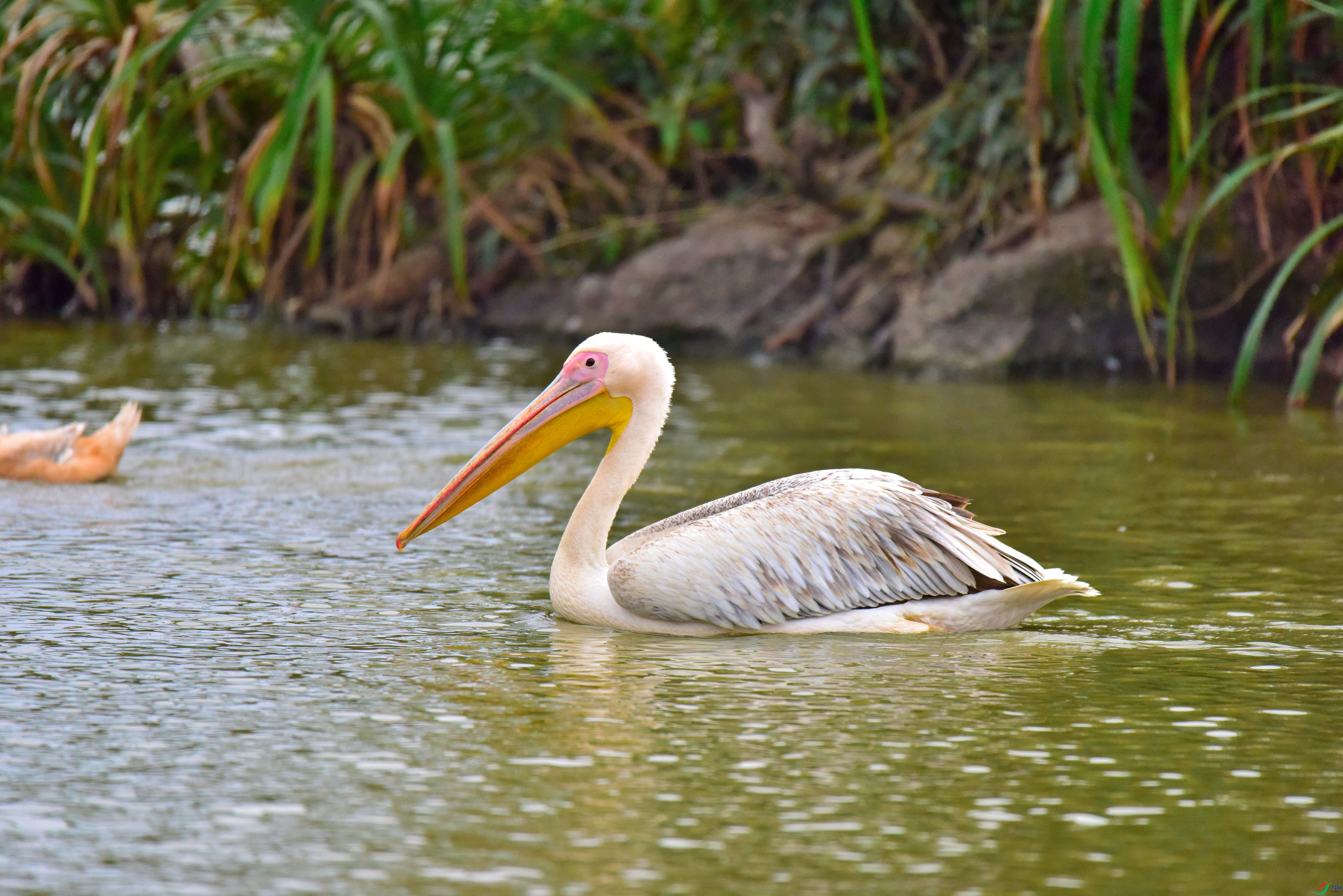 DSC_9513_01.JPG