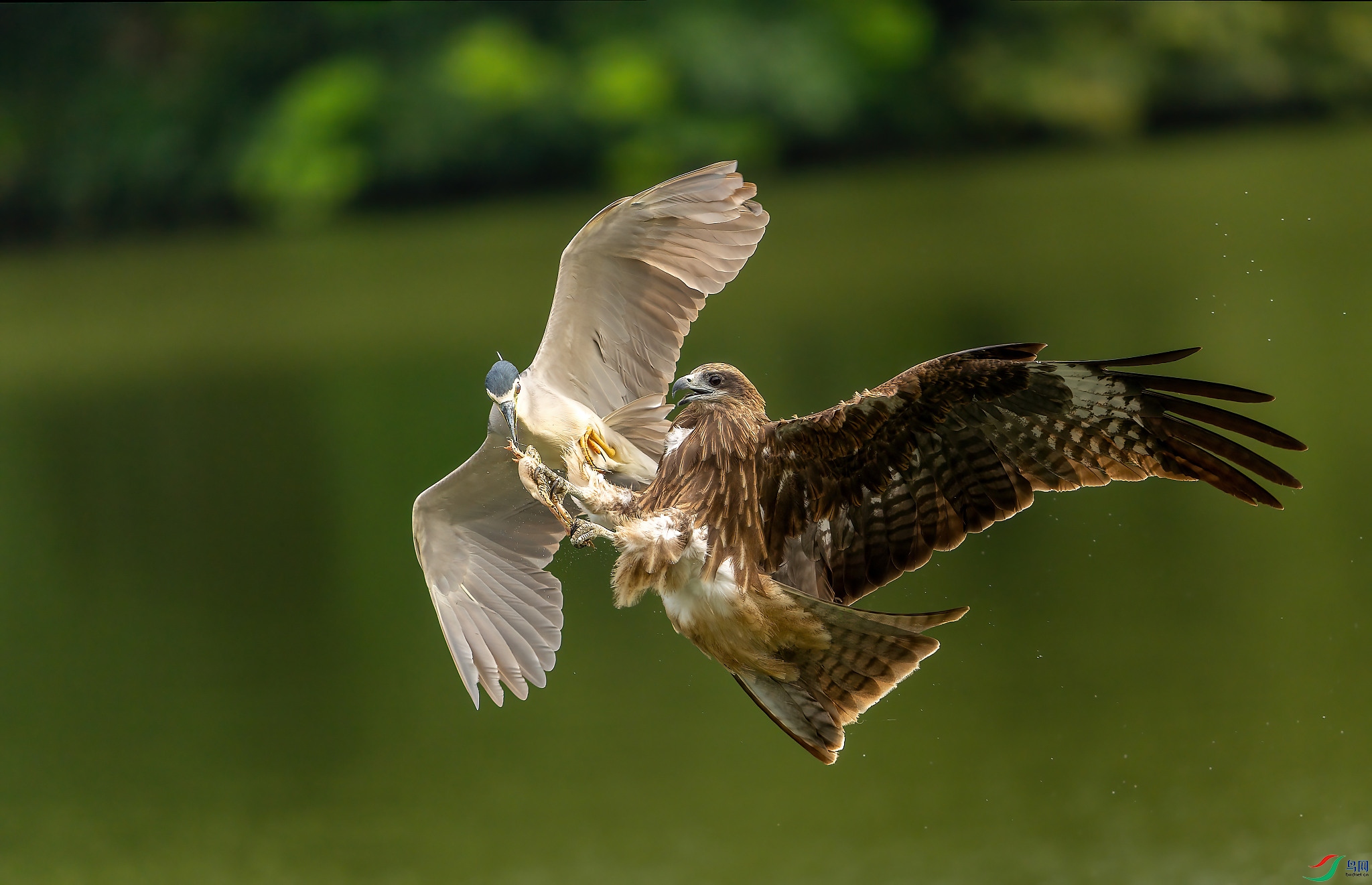DSC09903_DxO-DeNoiseAI-clear_DxO.jpg