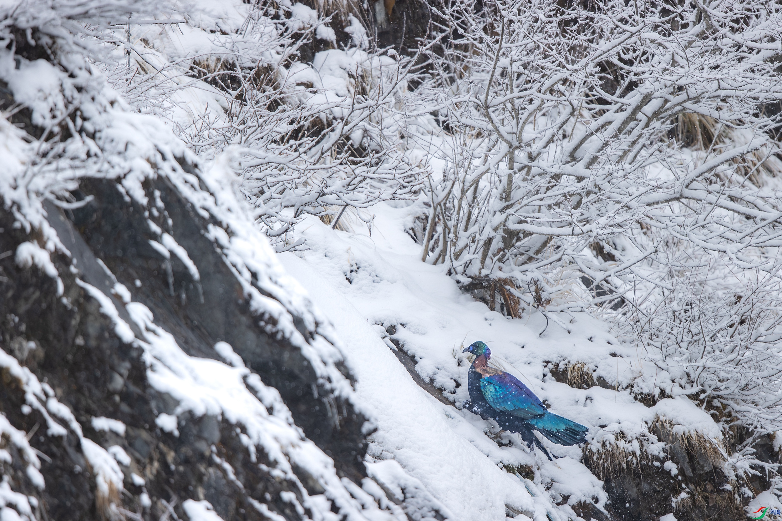 A15I4654-����ǿ-NR ����.jpg