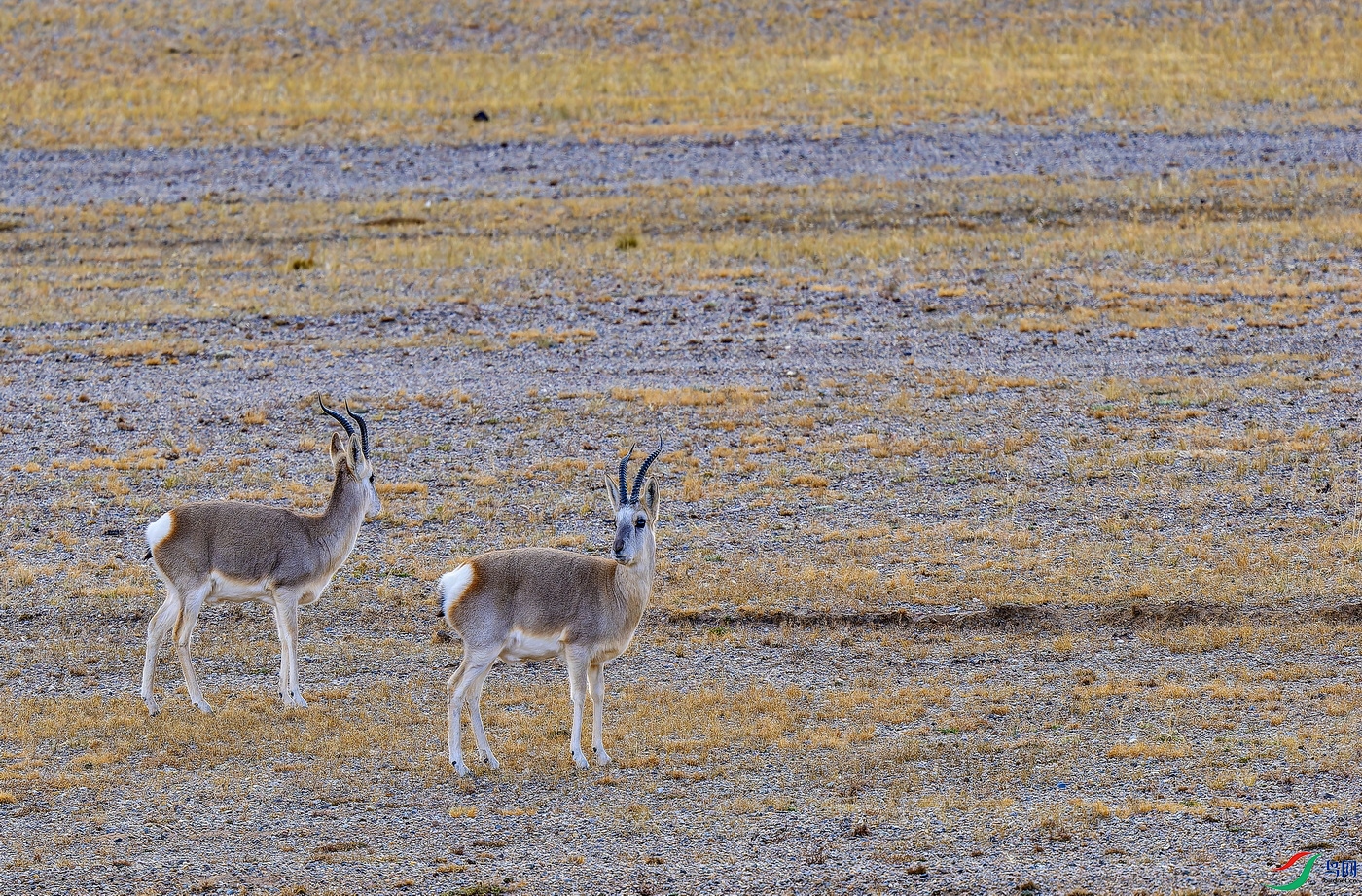 ��ԭ�� (1)-1.jpg