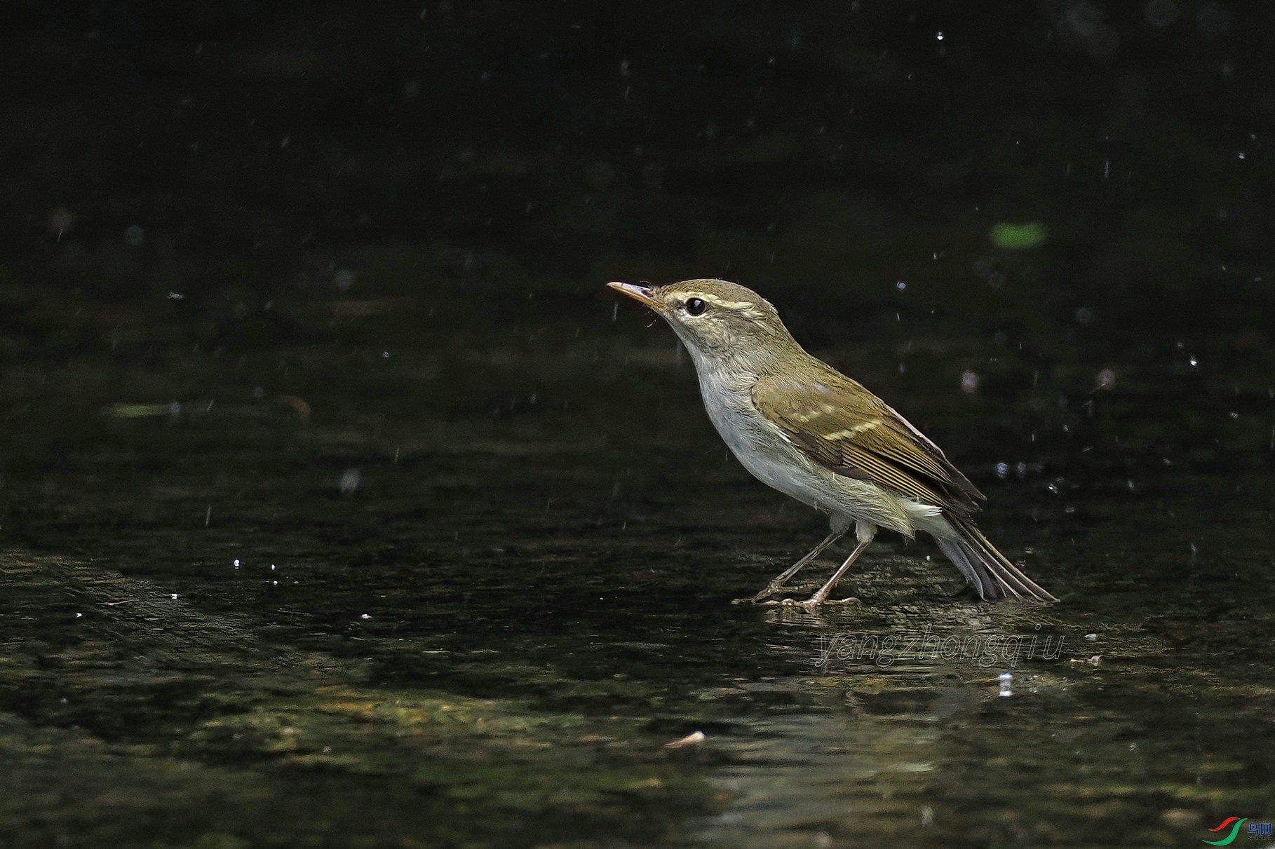 ˫������ݺ