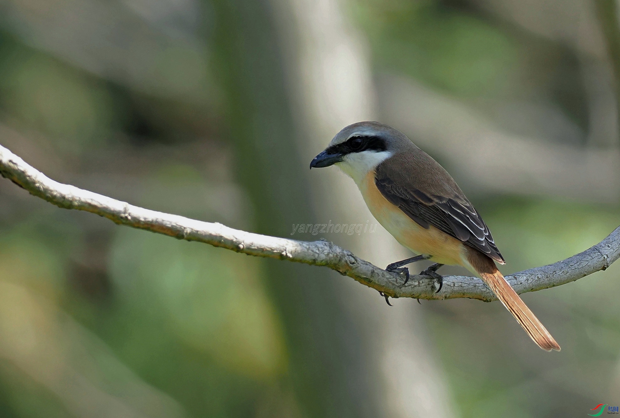 �ұ�����