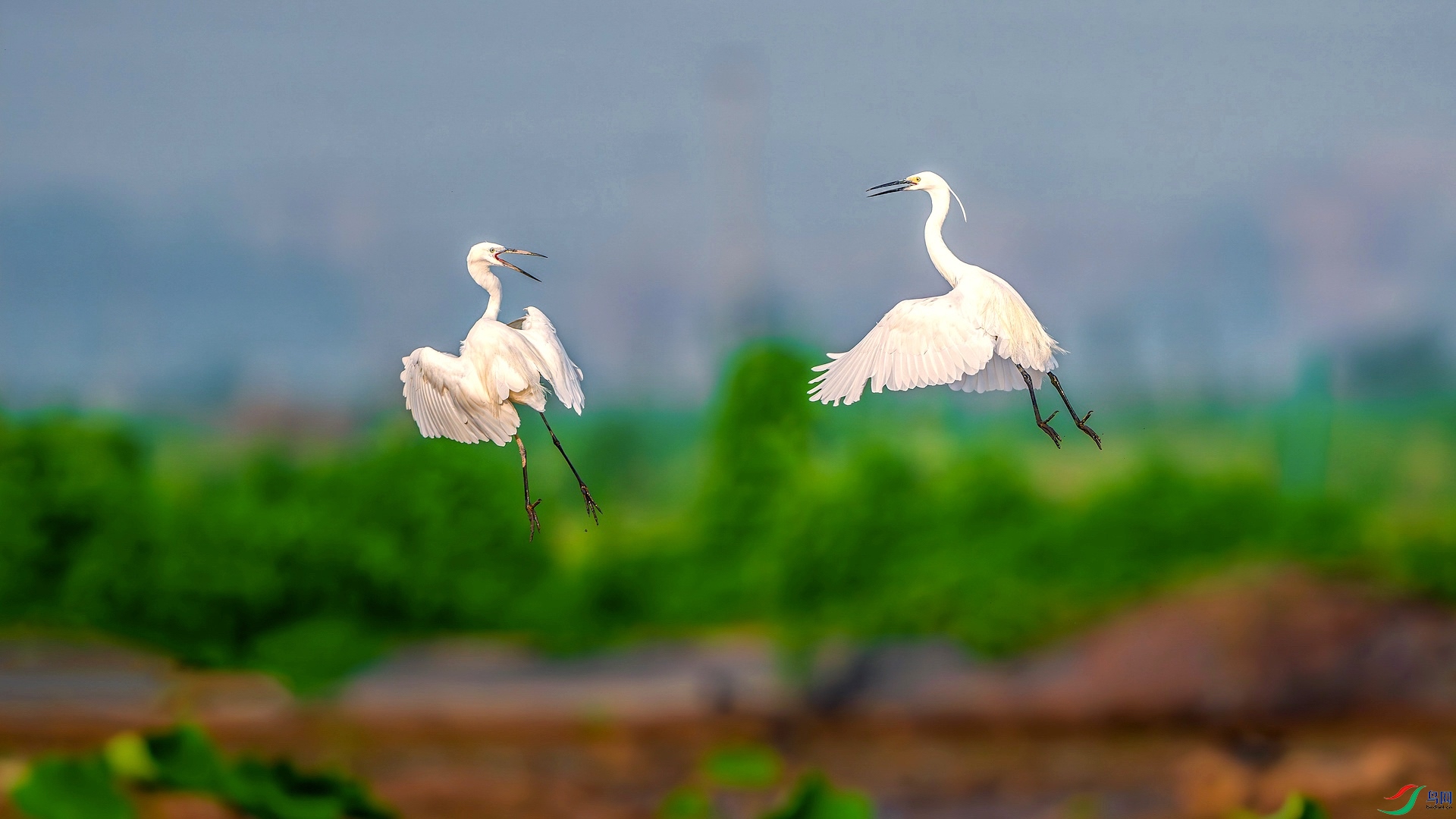 1-2_XXL6809-����ǿ-NR ����-1.jpeg