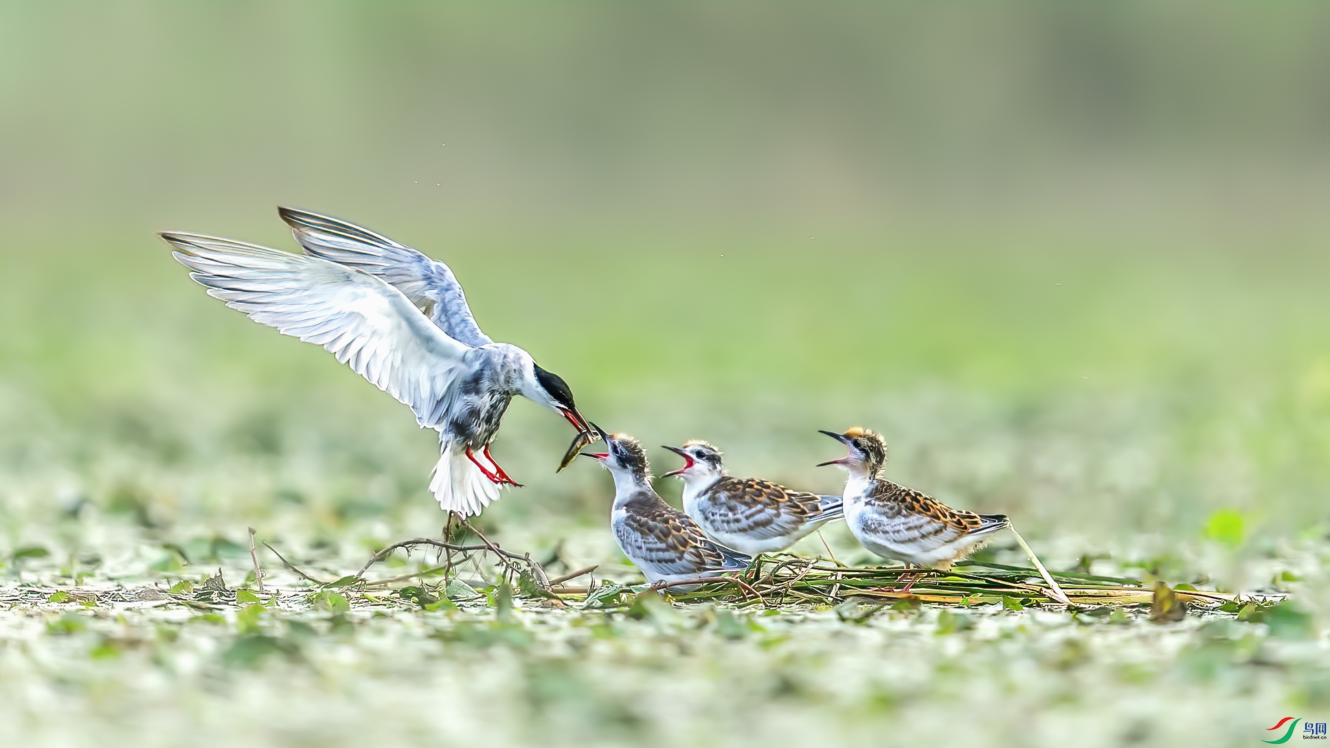 C09R9005 ����.jpg