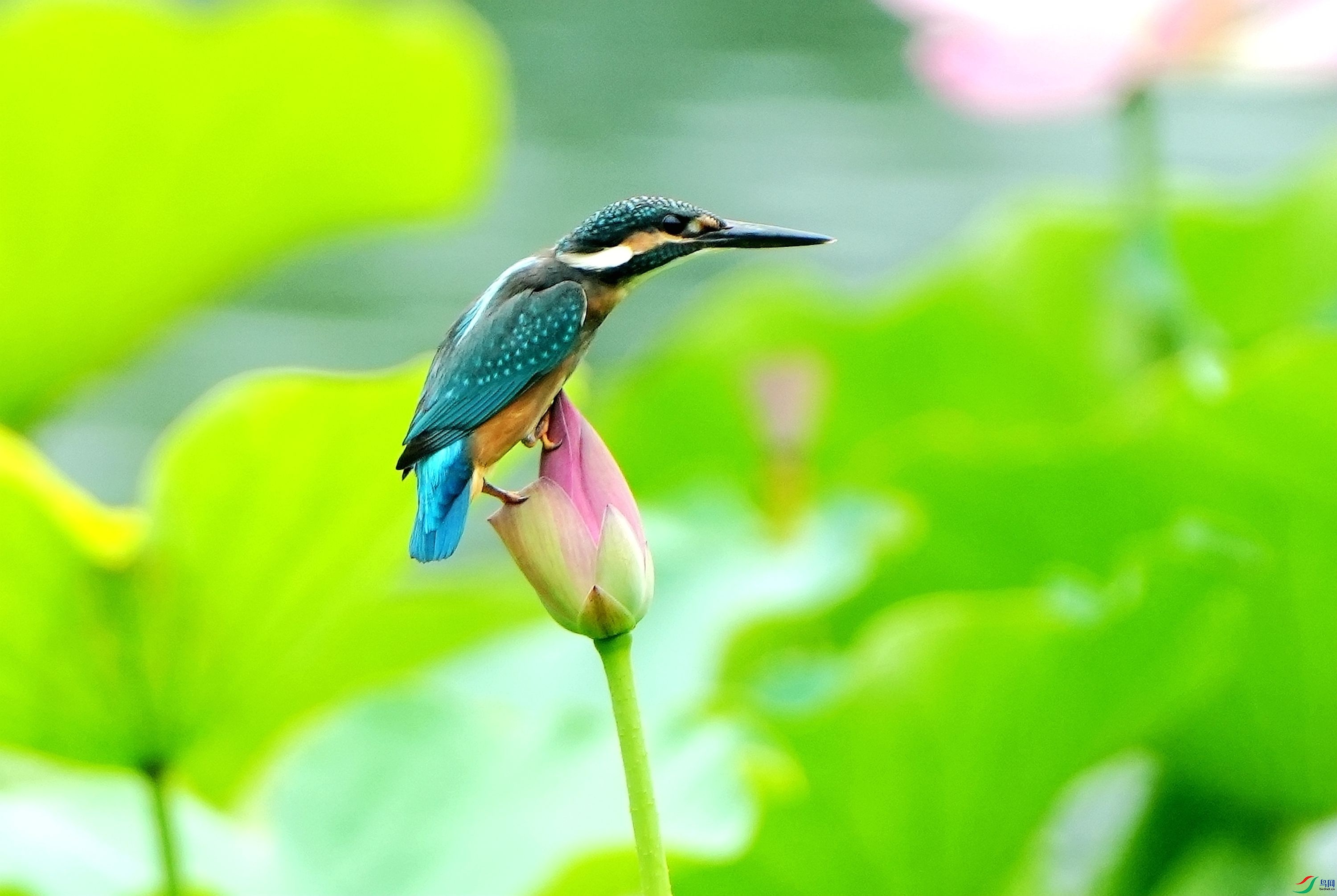 ��վ�����ɰ�ͷDSC05581_����.jpg