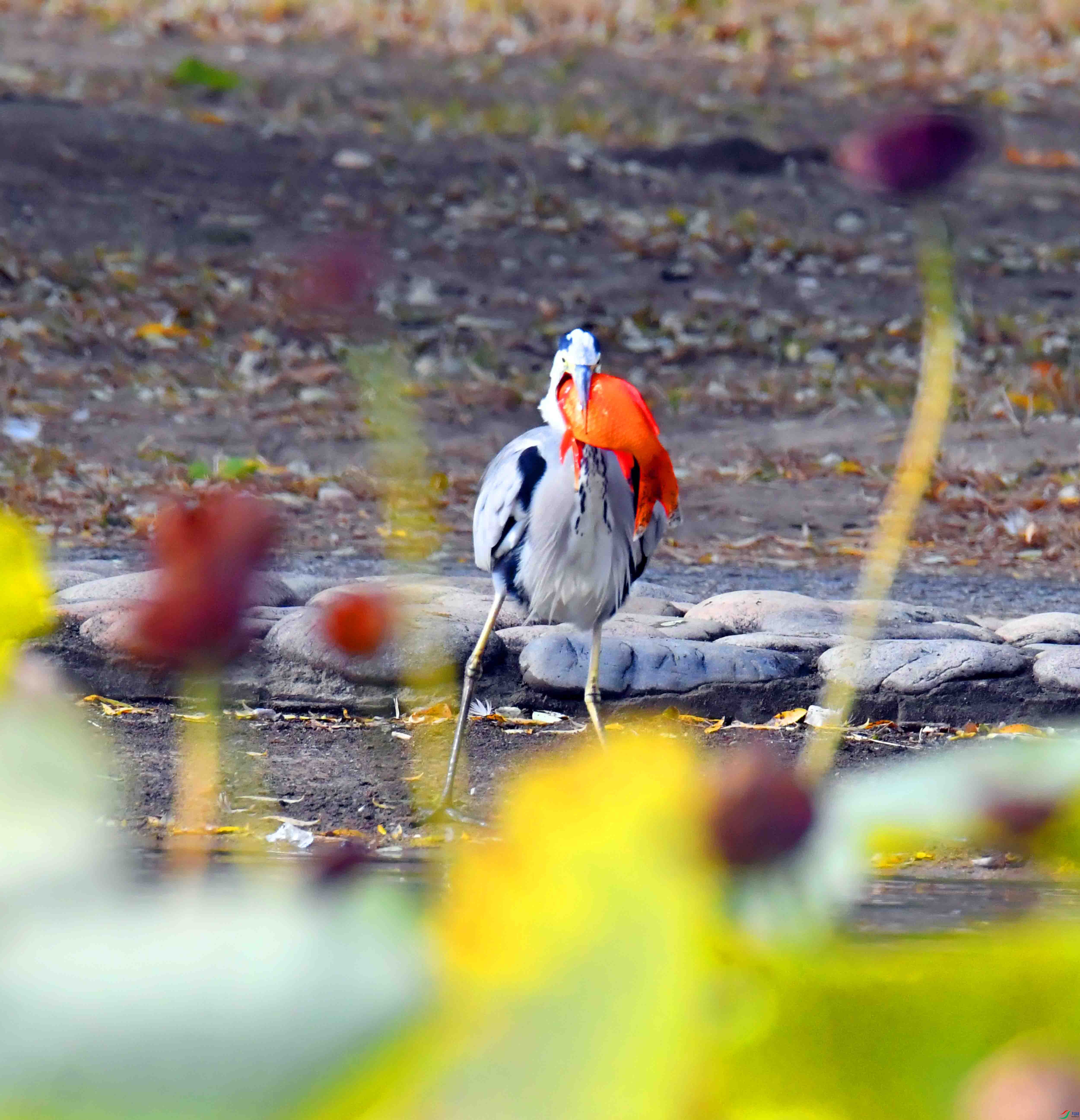 DSC_1534.JPG