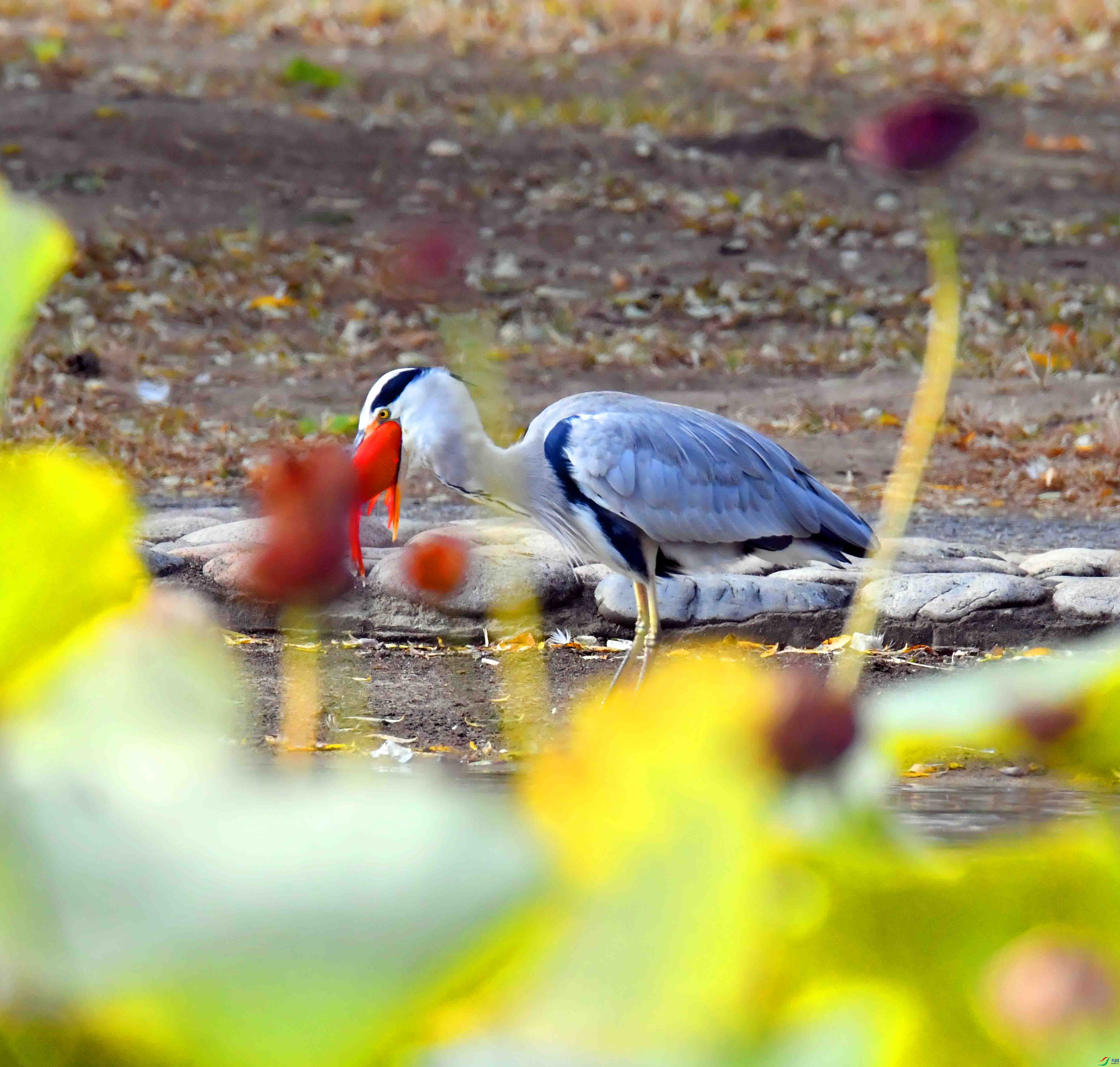 DSC_1566.JPG