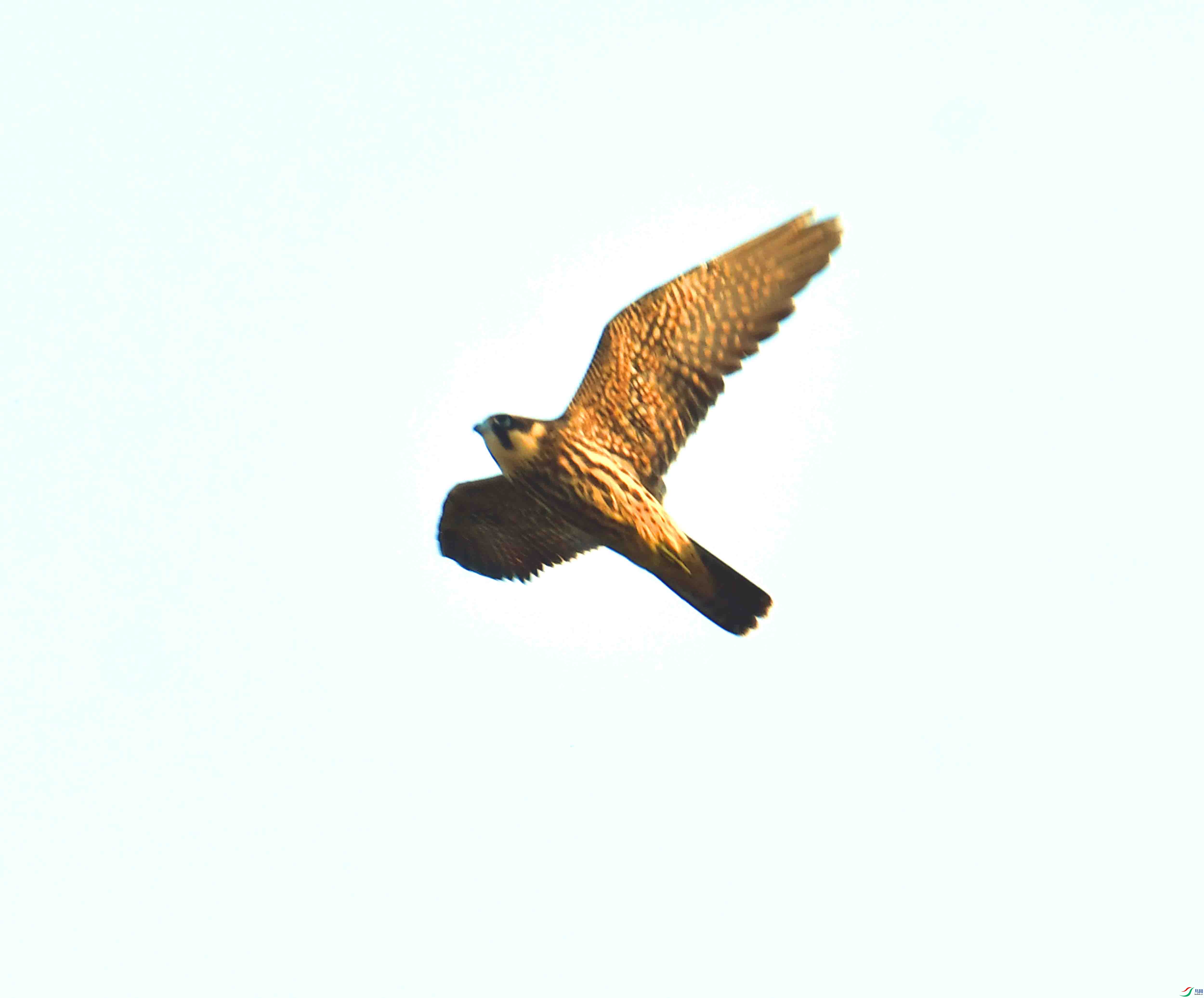 DSC_0049.JPG