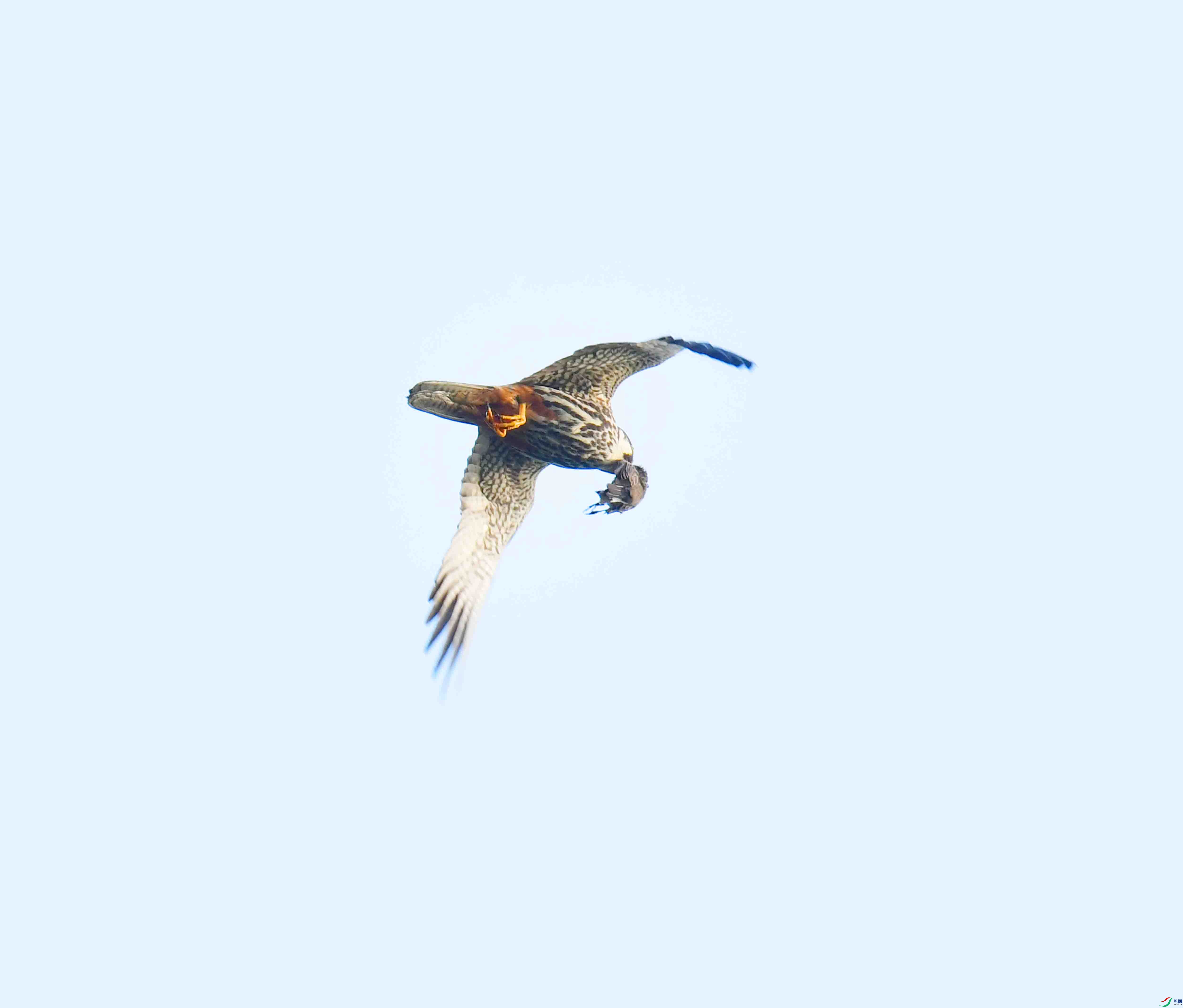 DSC_0080.JPG