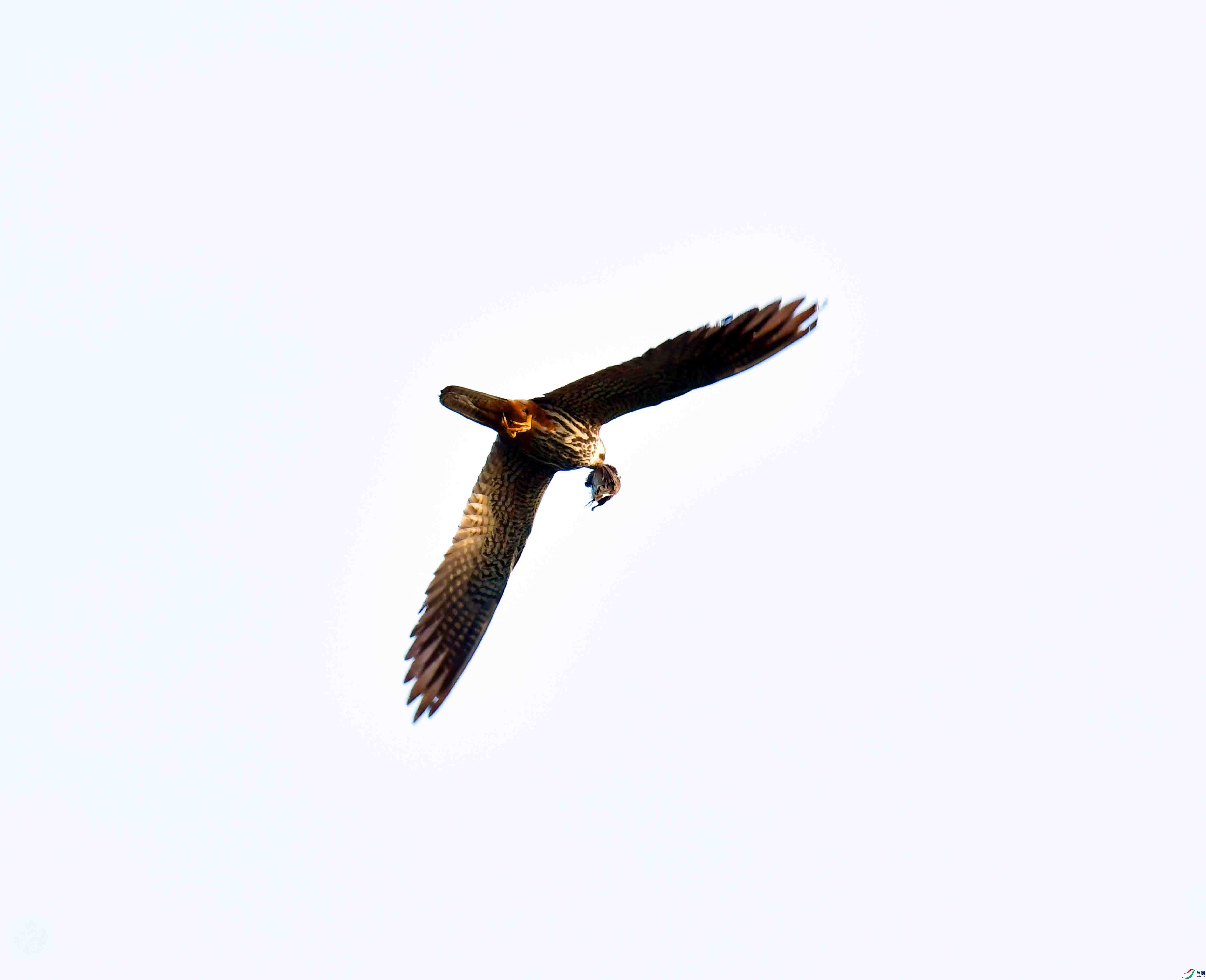 DSC_0081.JPG