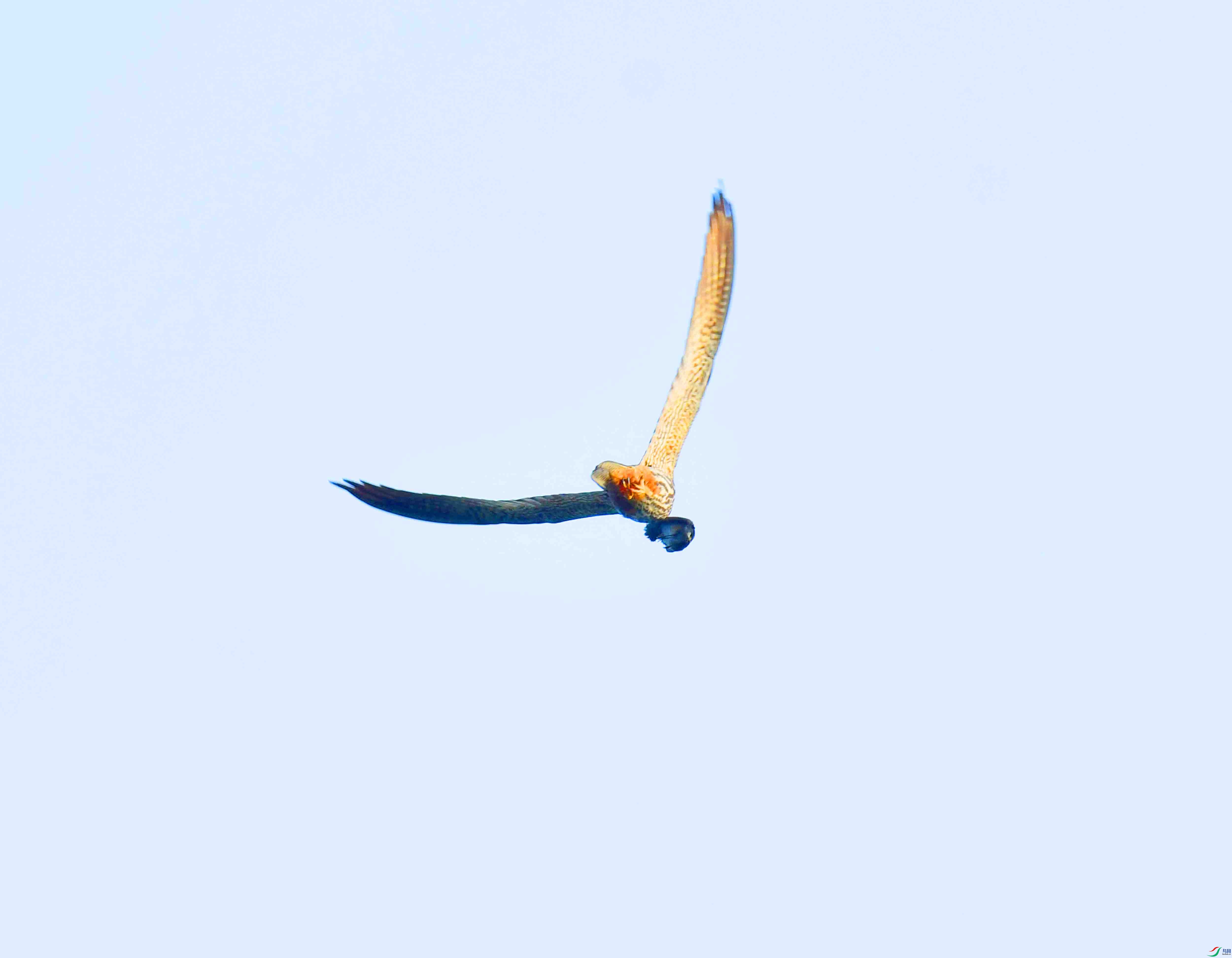DSC_0083.JPG