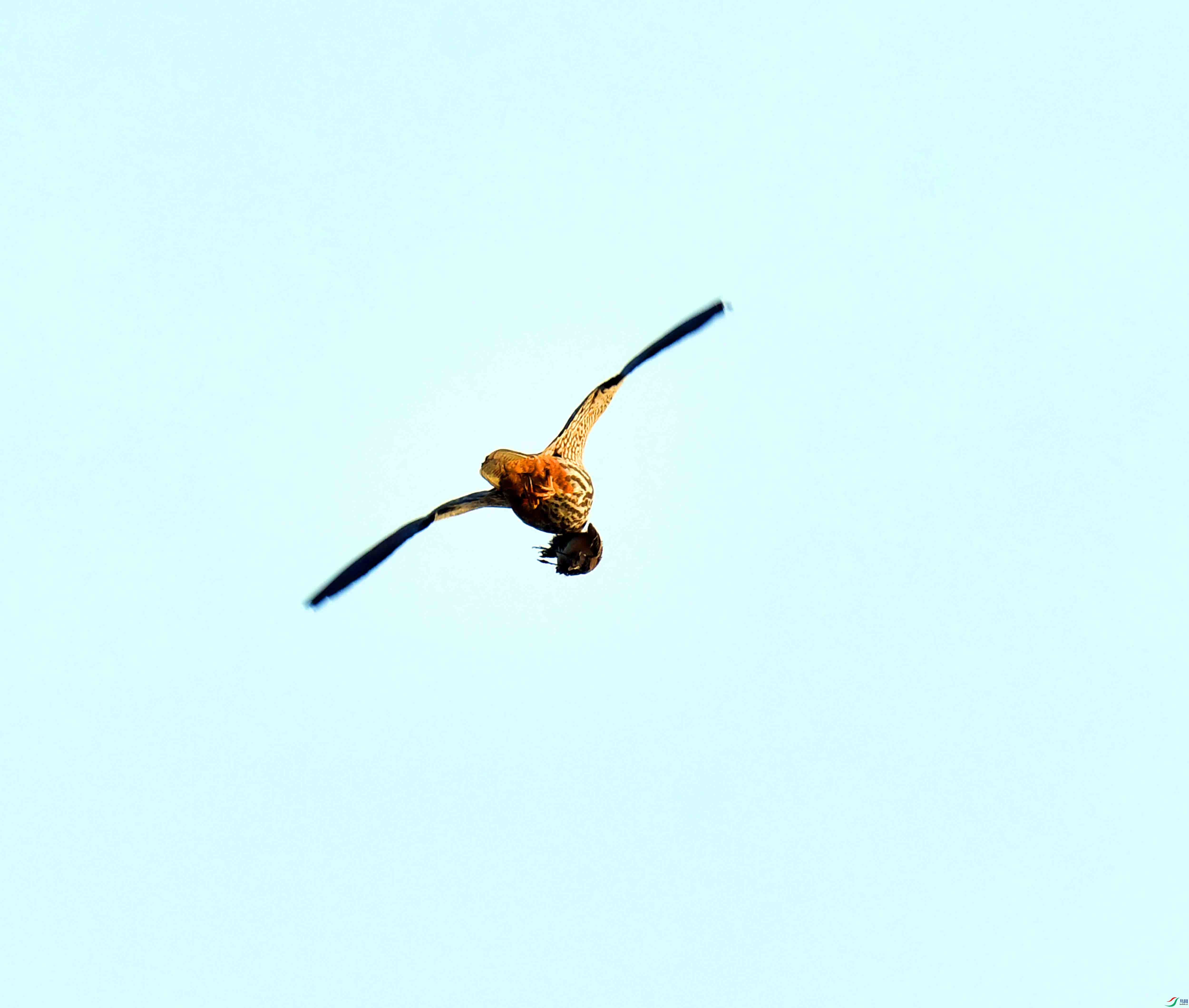 DSC_0084.JPG