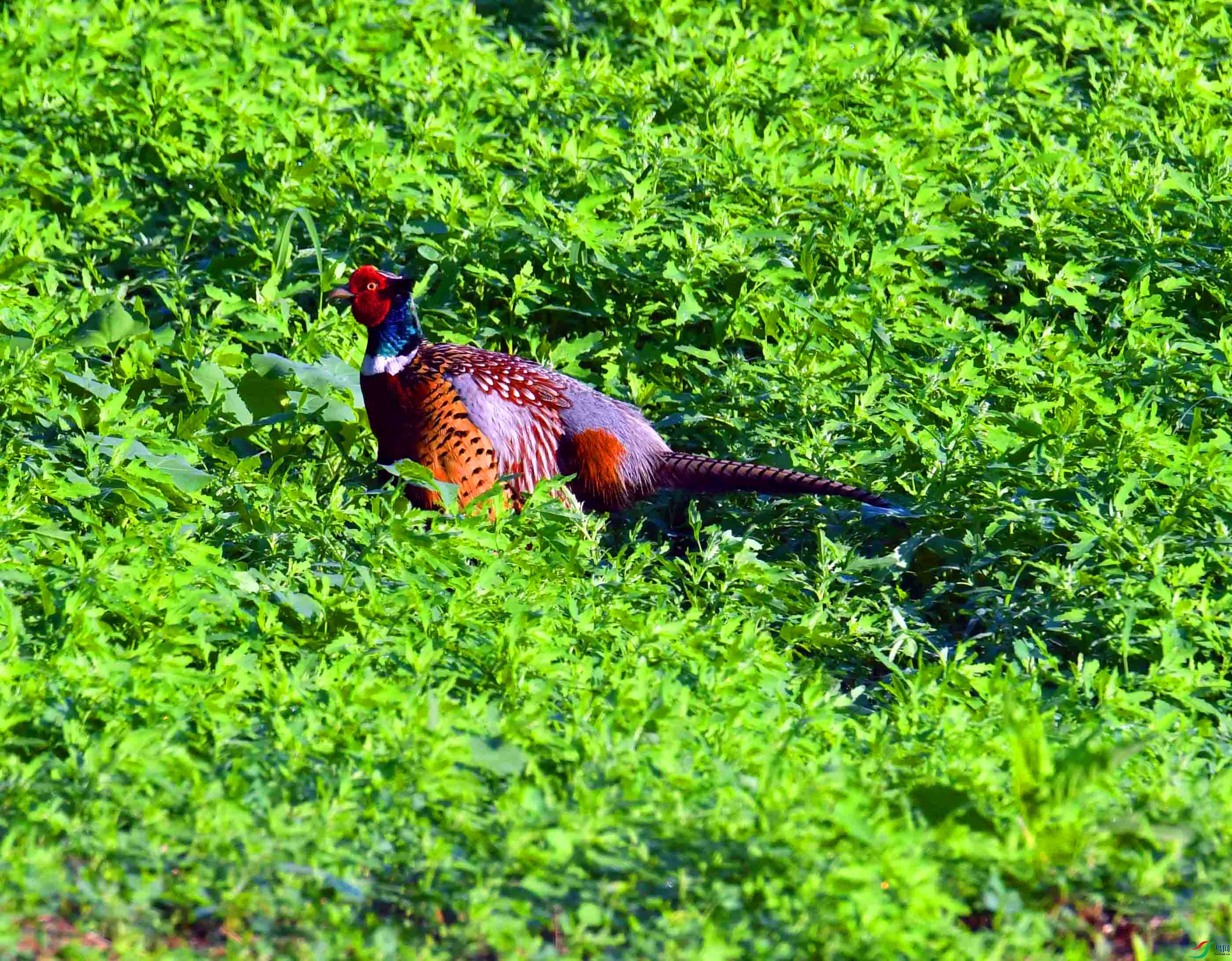 DSC_2918.JPG