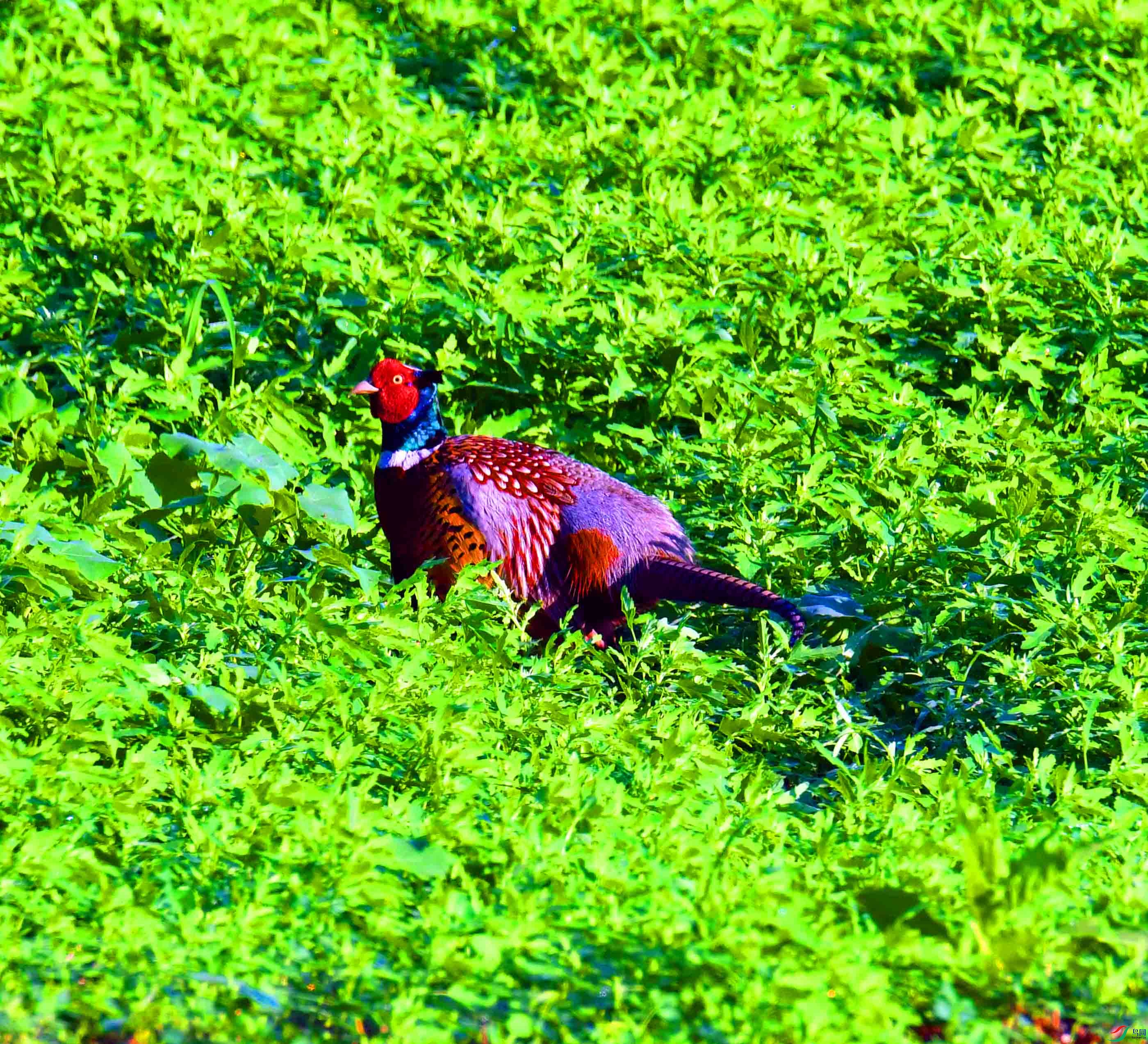 DSC_2917.JPG